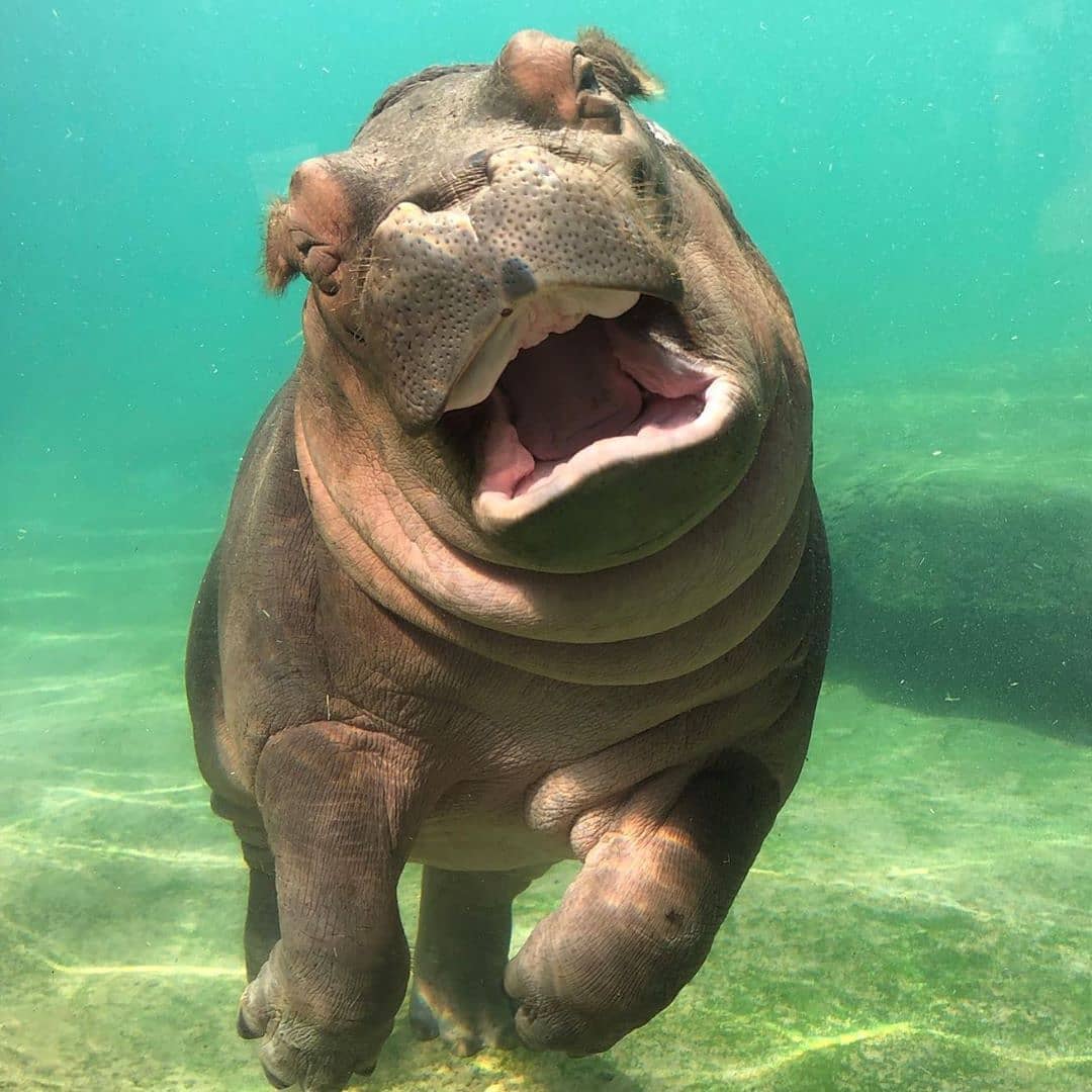 🔥 Happy Hippo r/NatureIsFuckingLit