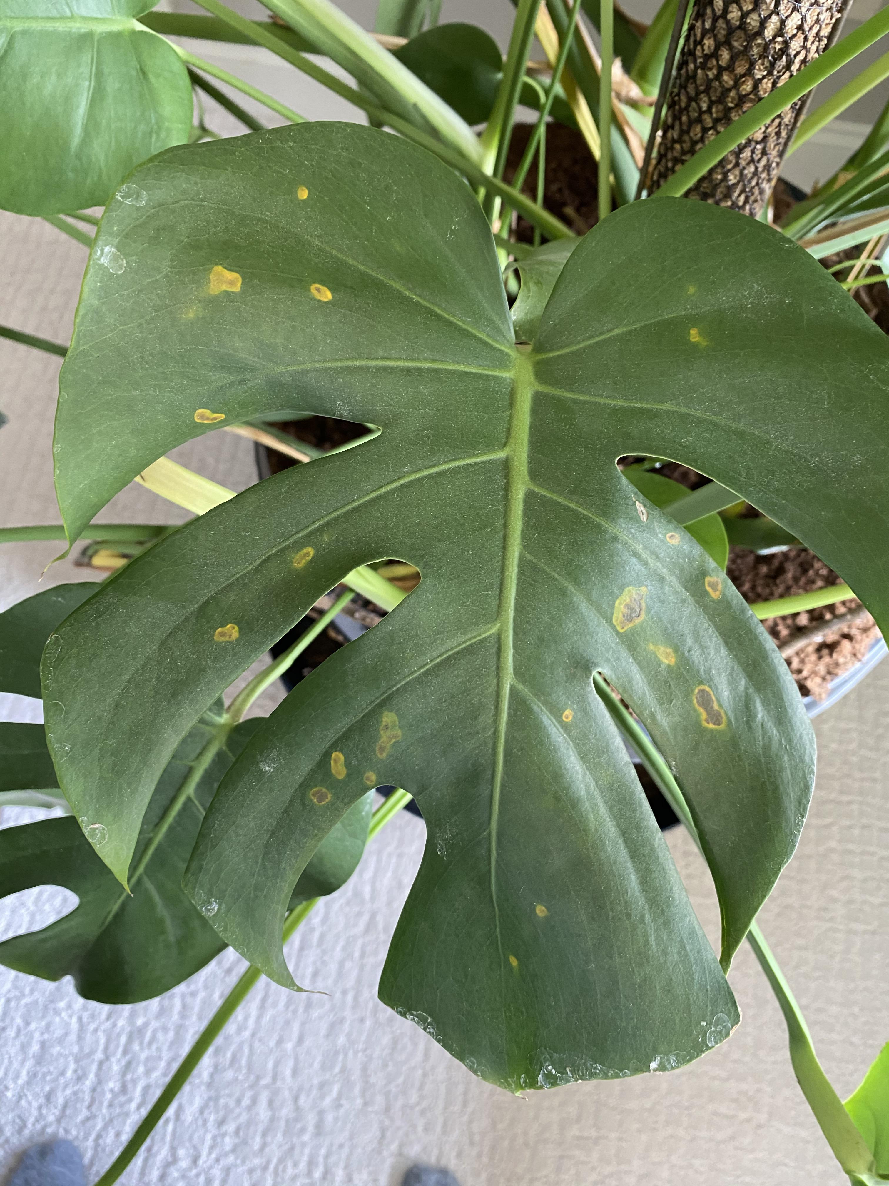 Yellow spots on monstera leaf, any ideas? r/Monstera