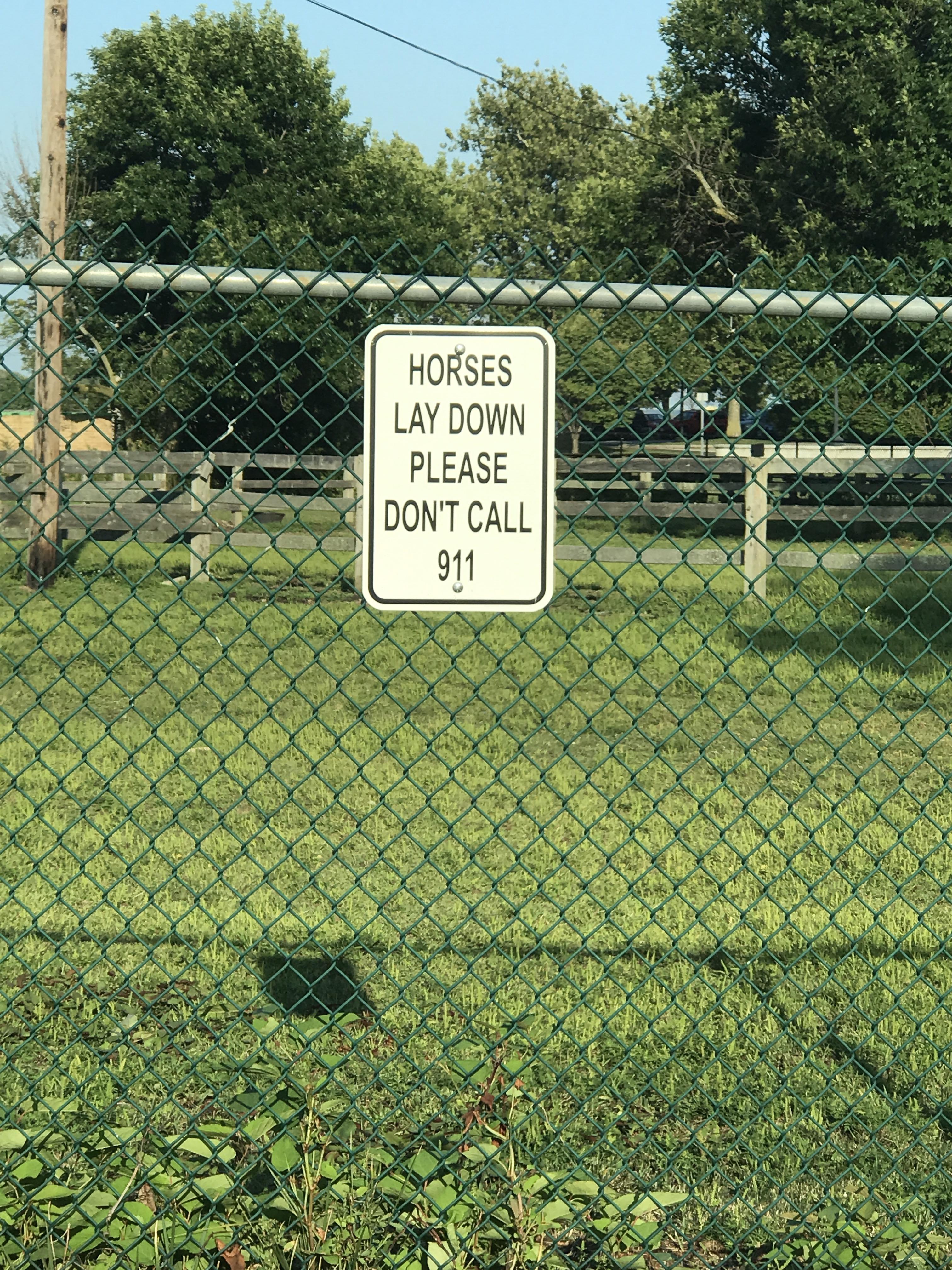 Apparently there have been calls about "dead" horses r/funny