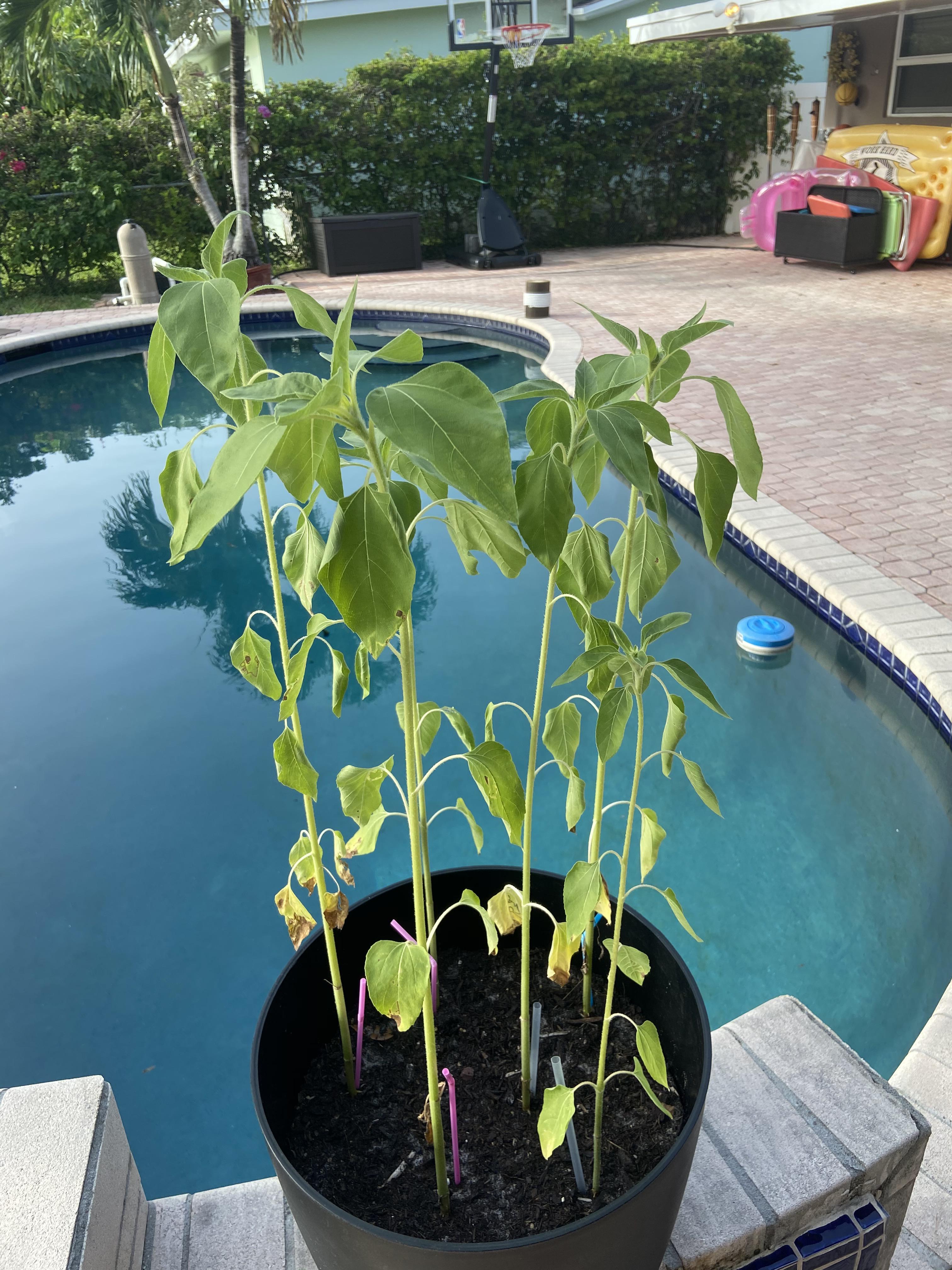 Do my sunflowers need water? Or are they being over watered? Thanks
