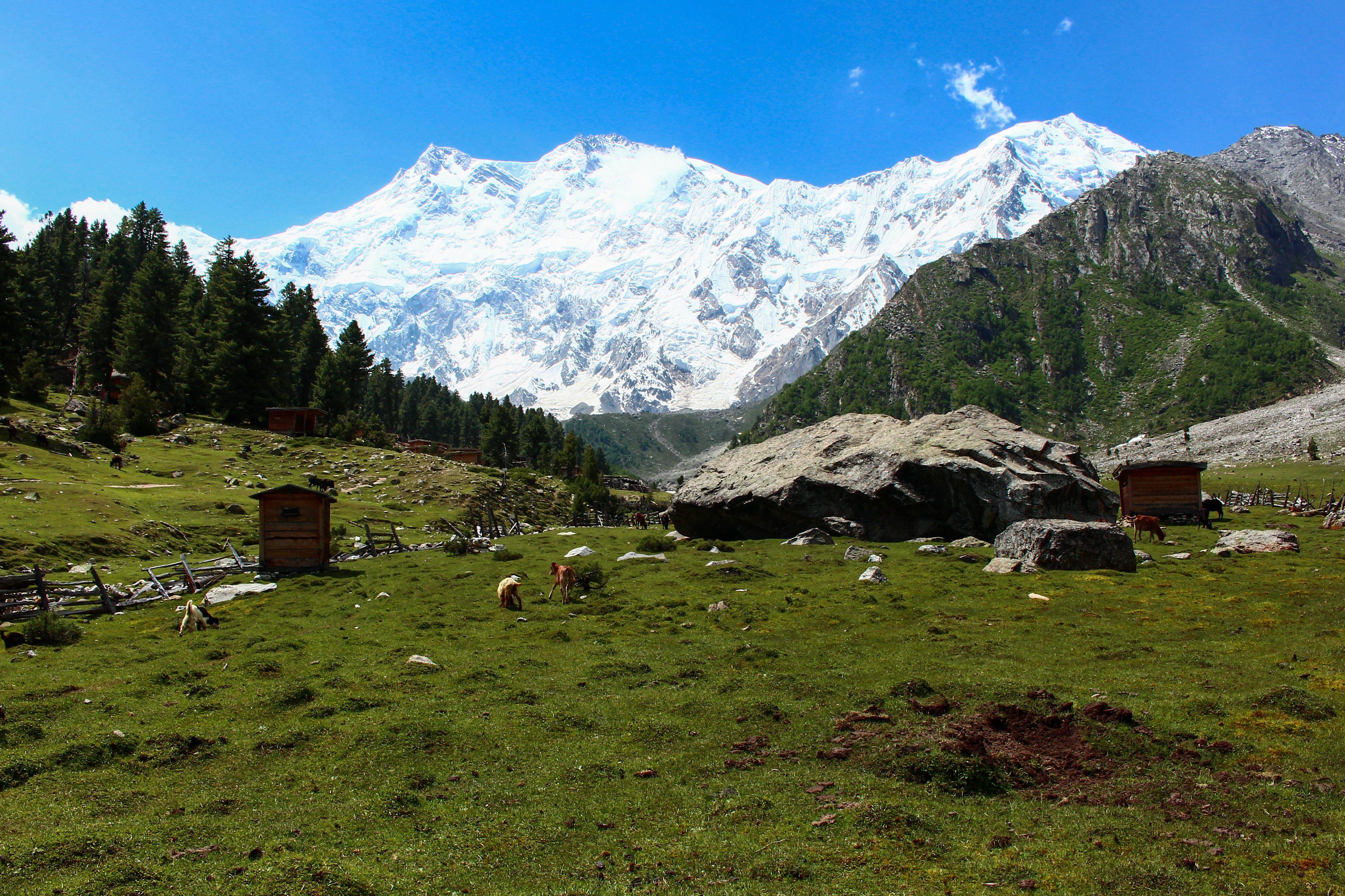 A view of K2 Mountain from the lush greenery of fairy meadows in