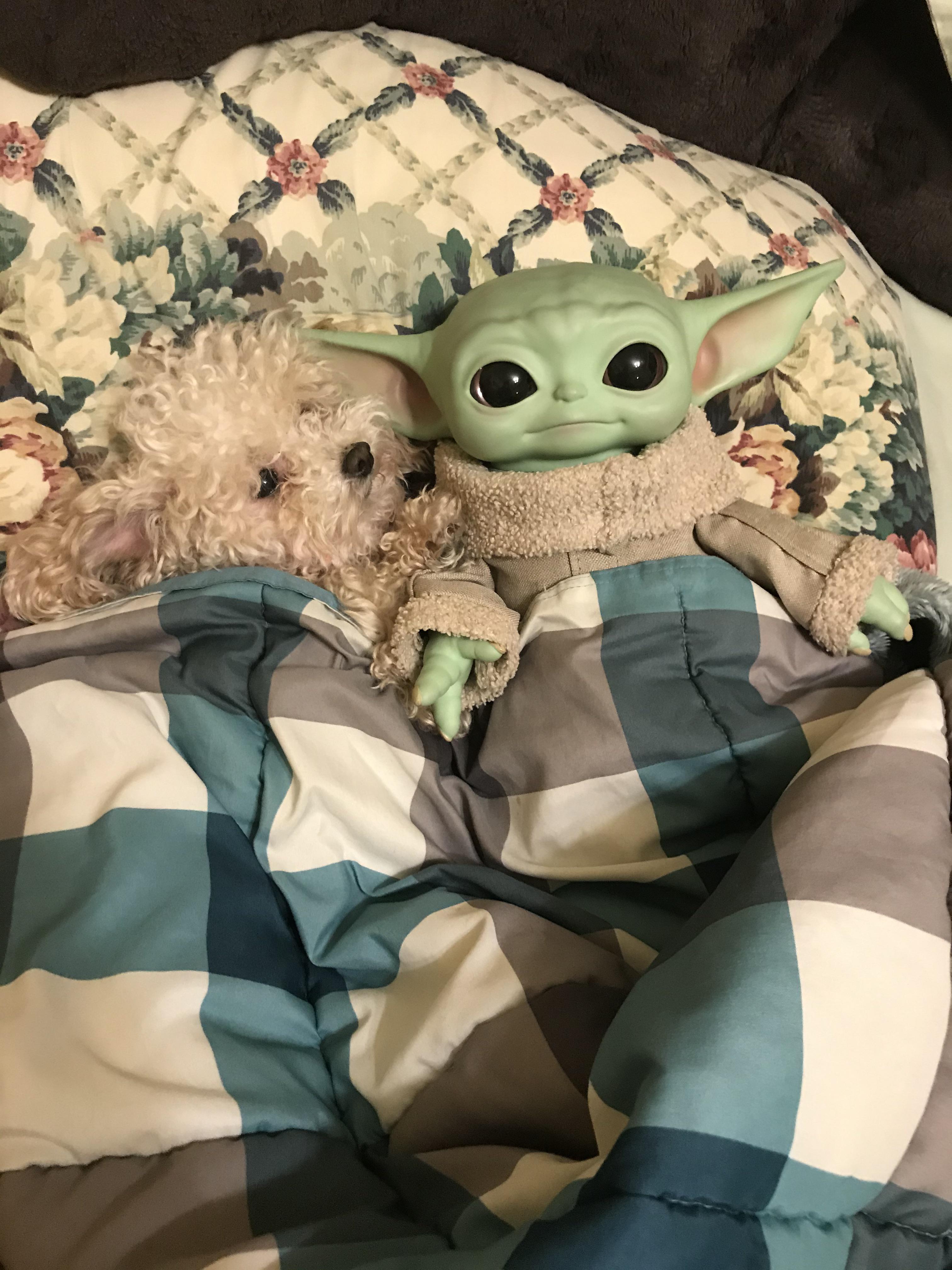 Baby Yoda is getting ready to go to bed with his best friend. r/BabyYoda