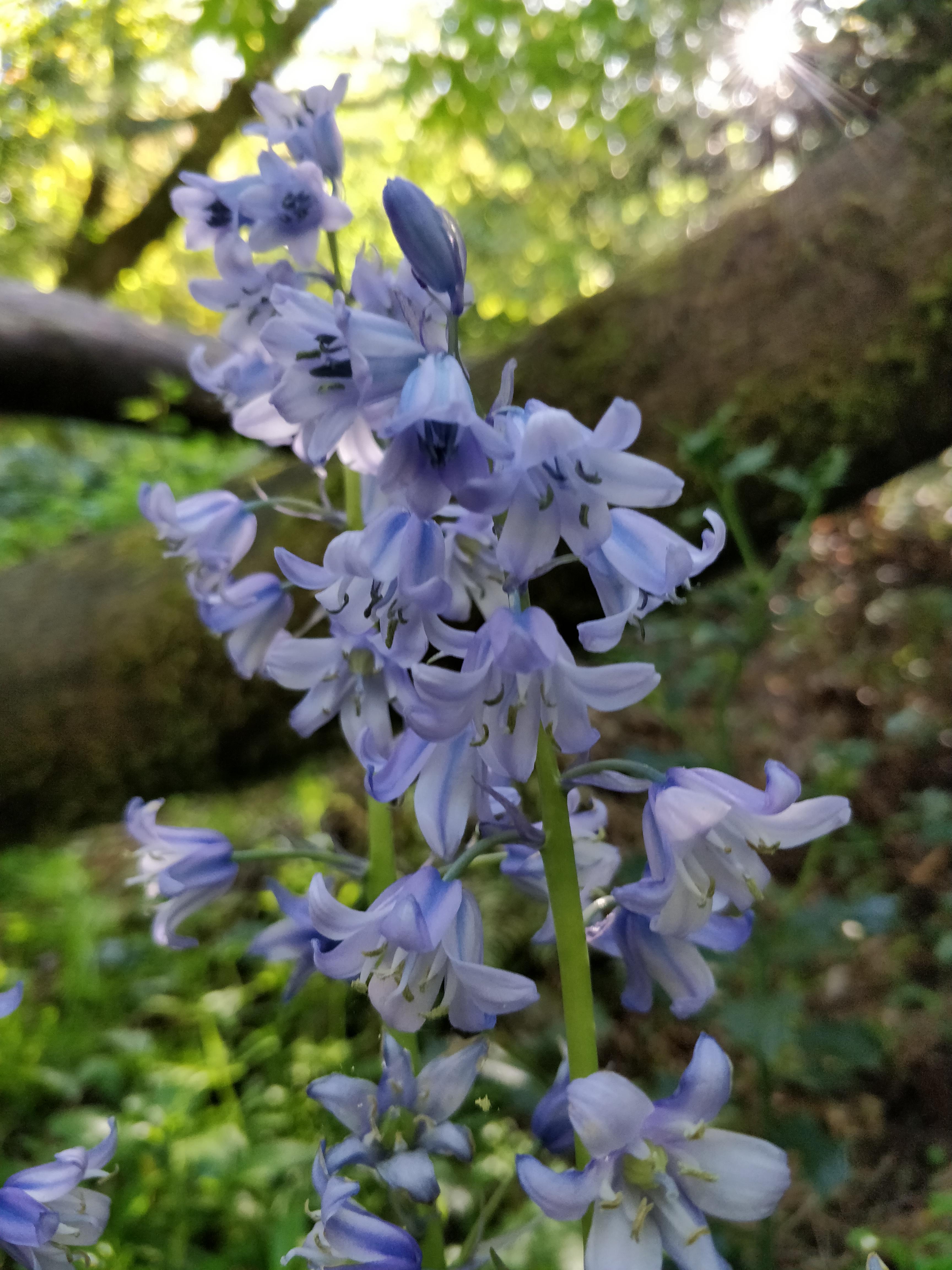 Northern California, they smell unreal. Any ideas? r/whatsthisplant