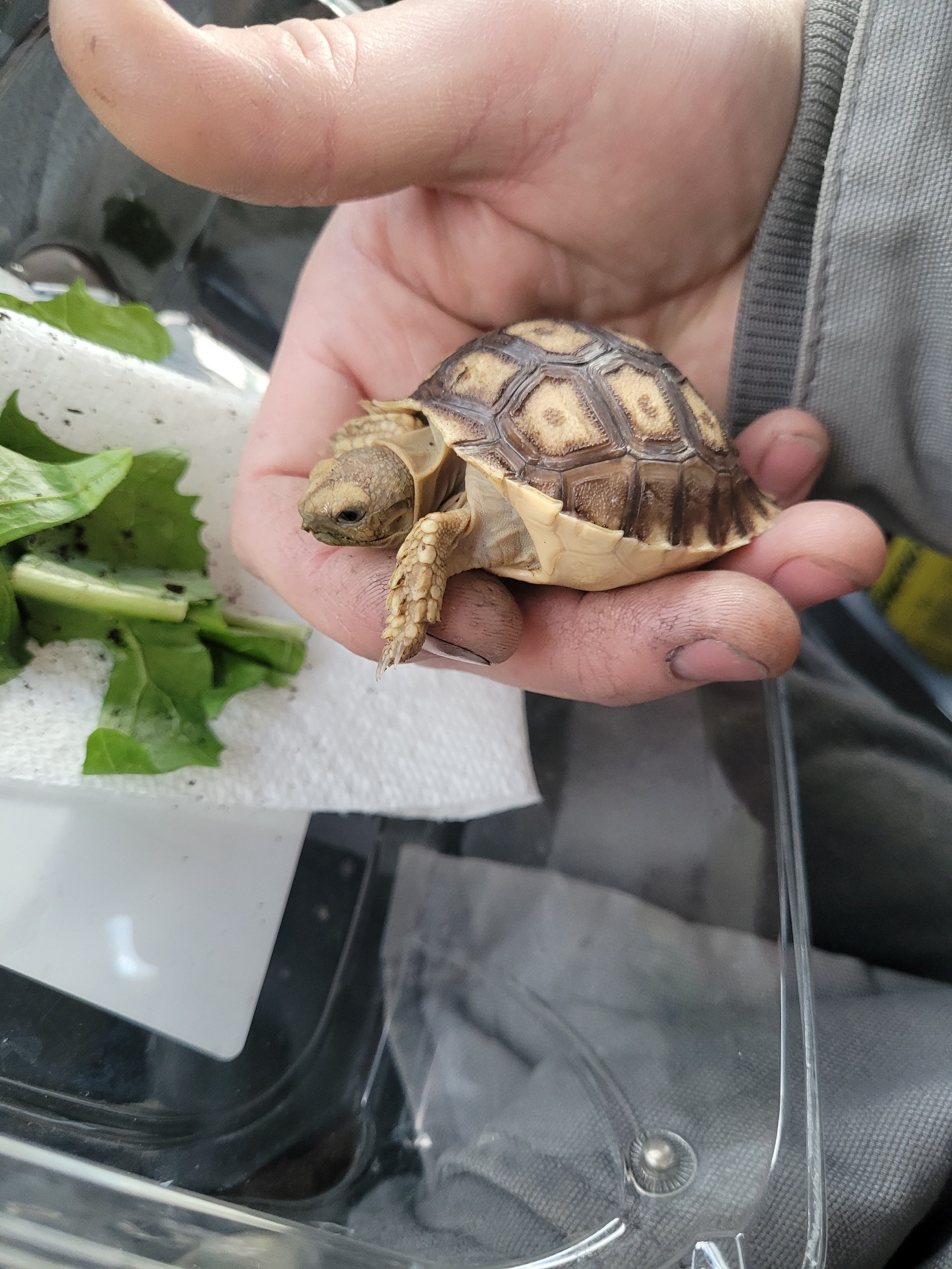 I got a new friend today! r/tortoise