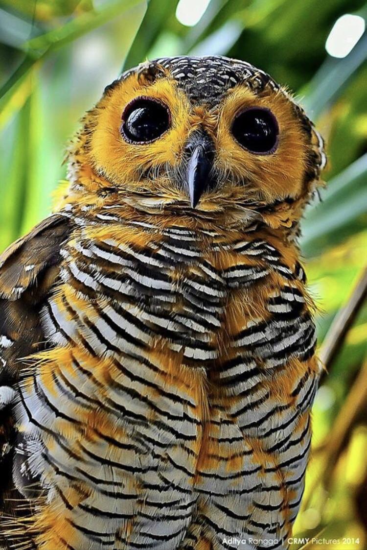 🔥 Spotted Wood Owl in Java, Indonesia r/NatureIsFuckingLit