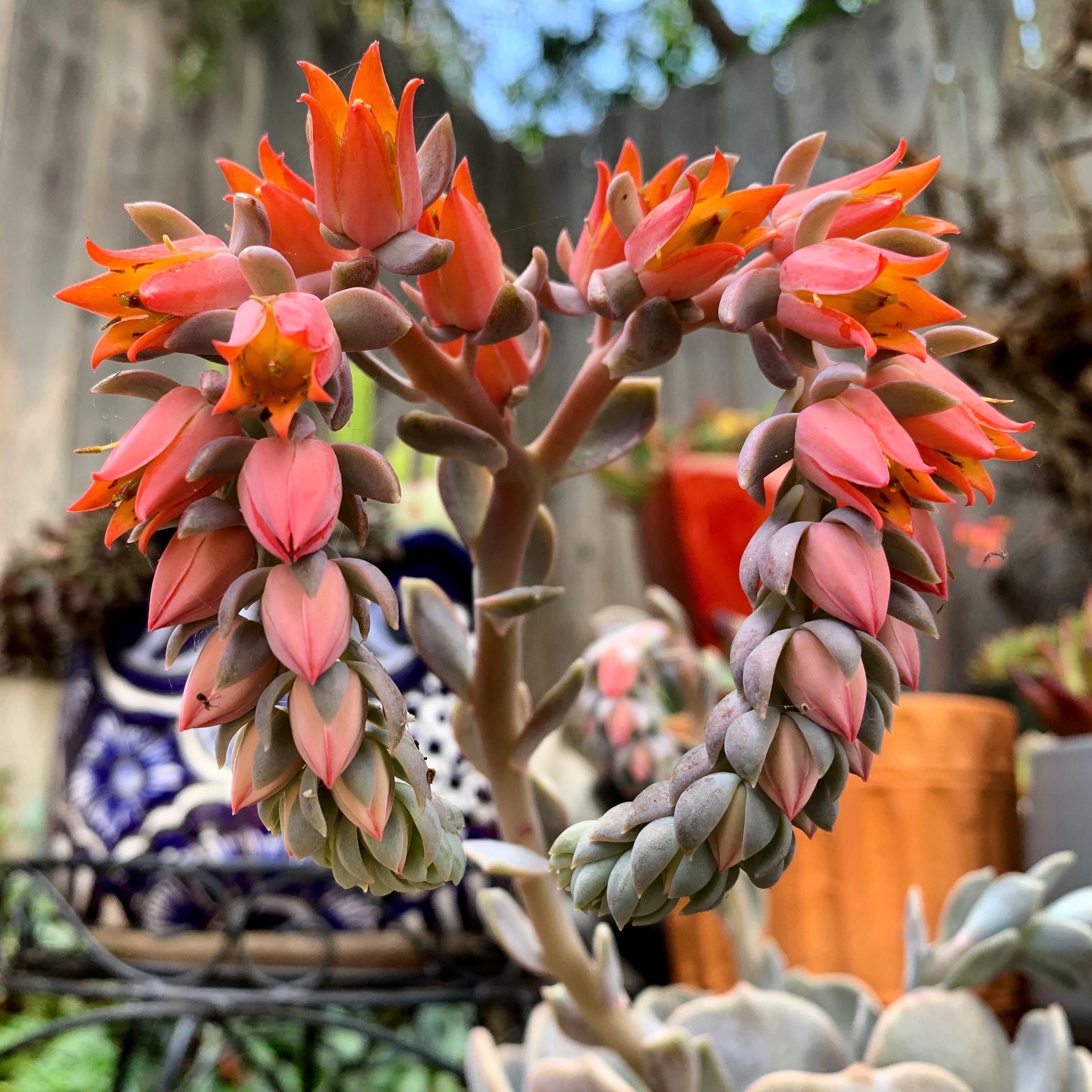 The bloom on my Echeveria Moondust. What a heart ️ shaped