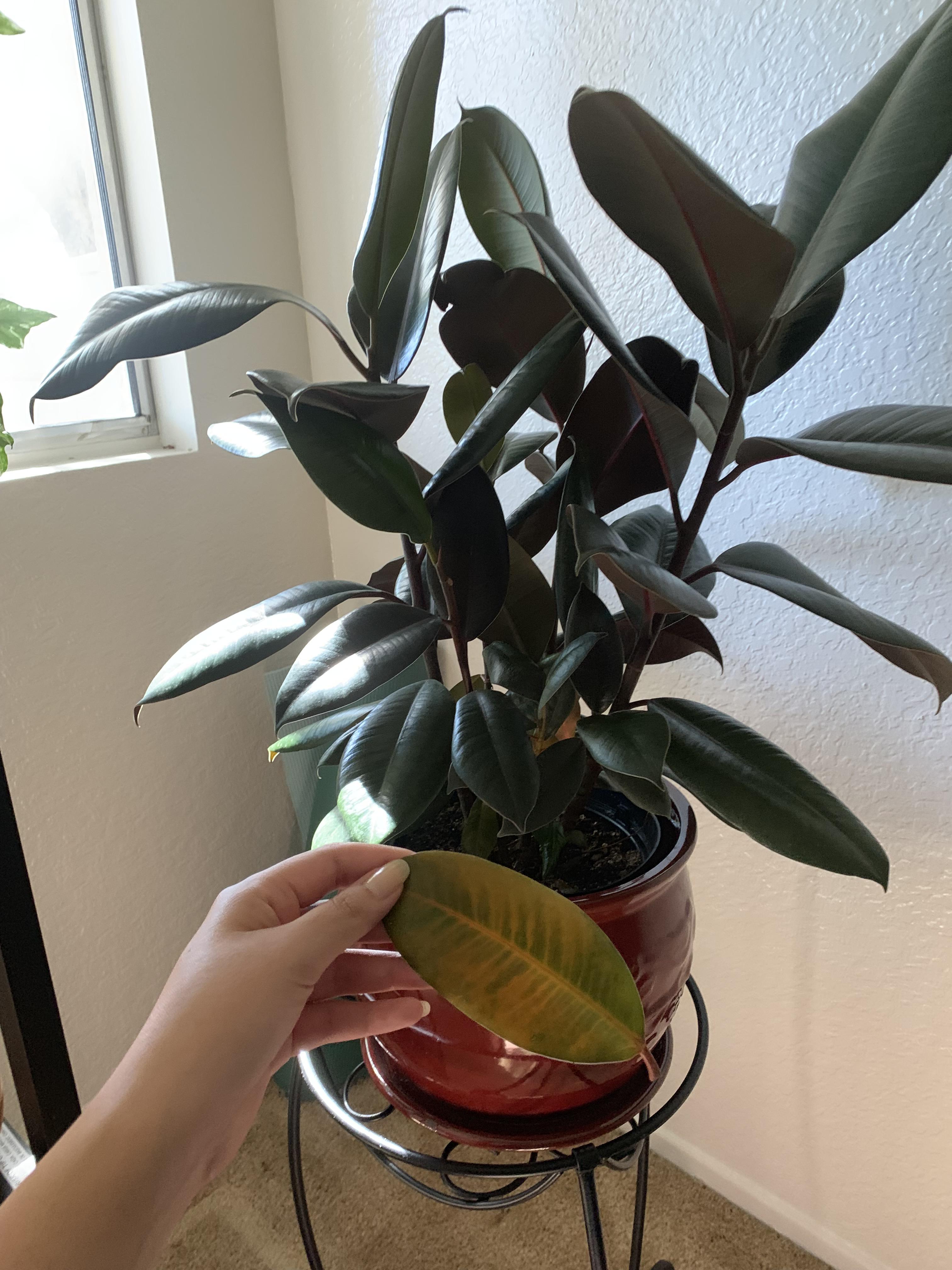 I haven’t watered my rubber plant in about 2ish weeks. The moisture