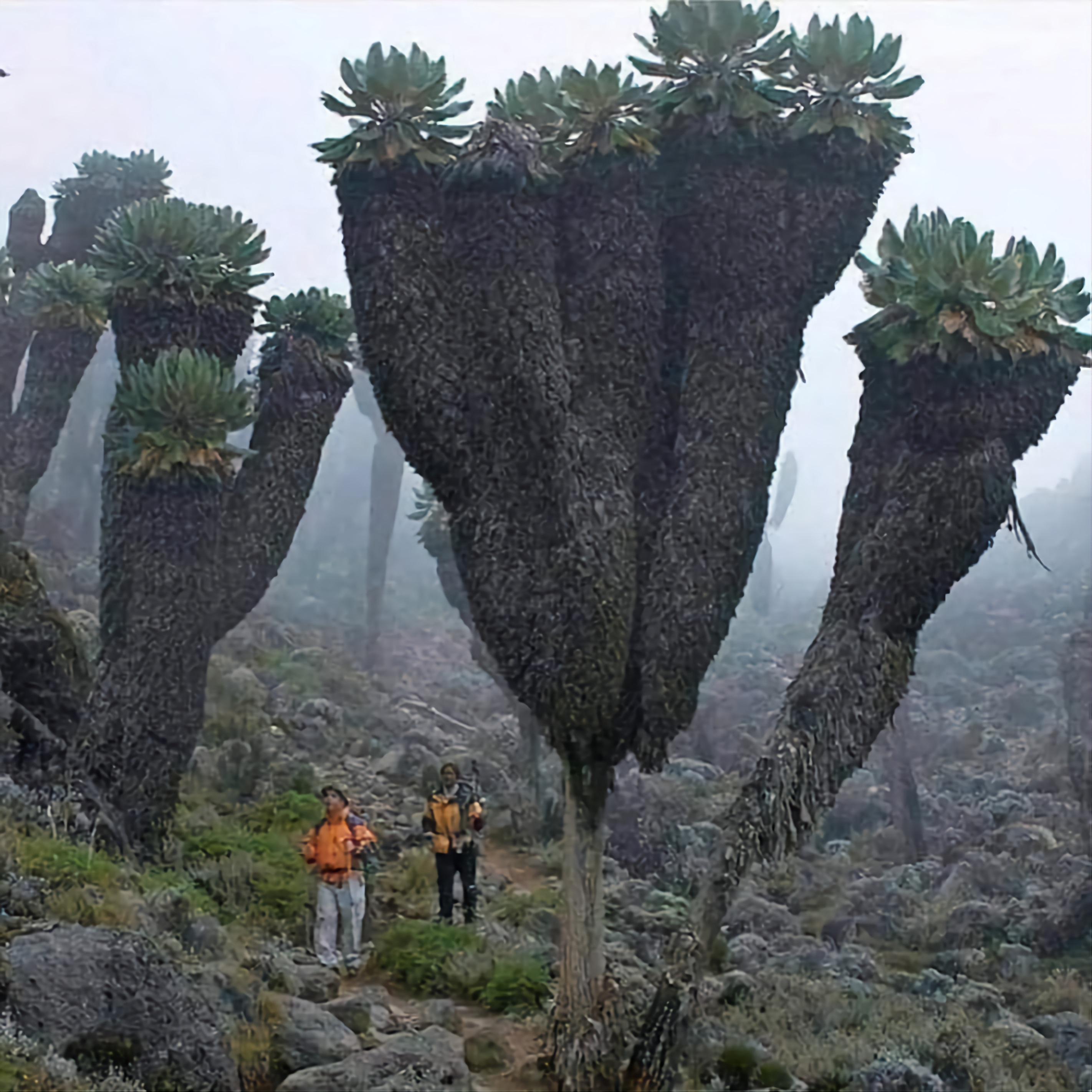Giant Groundsels, prehistoric plants found on top of Mt Kilimanjaro r