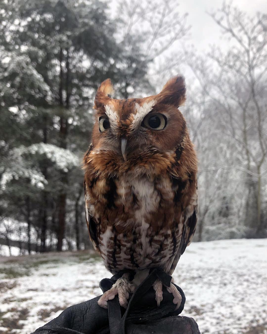 Owls' earlike feather tufts have nothing to do with hearing; instead
