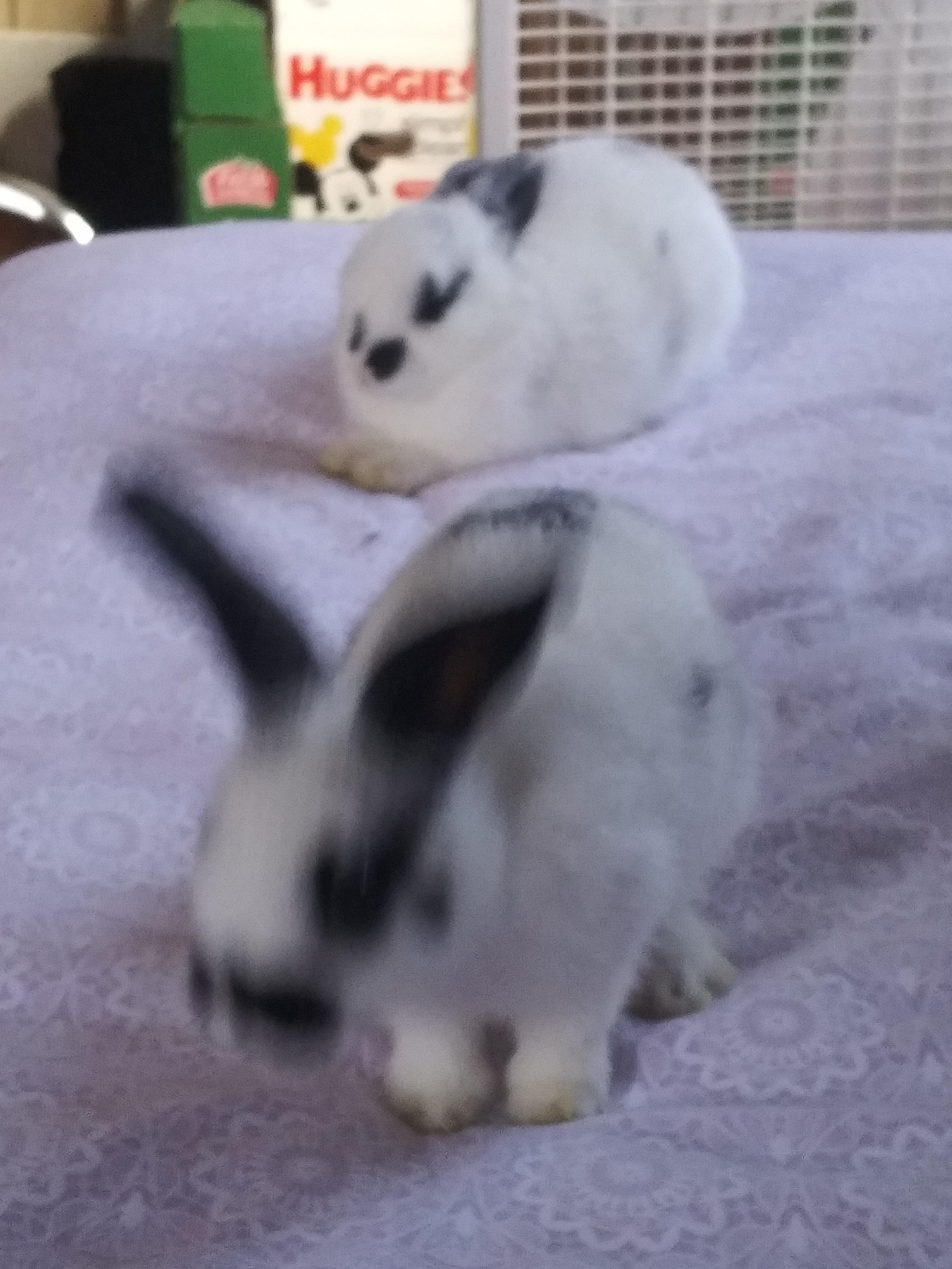 My rabbits pee is like a orange red color and i don't know what