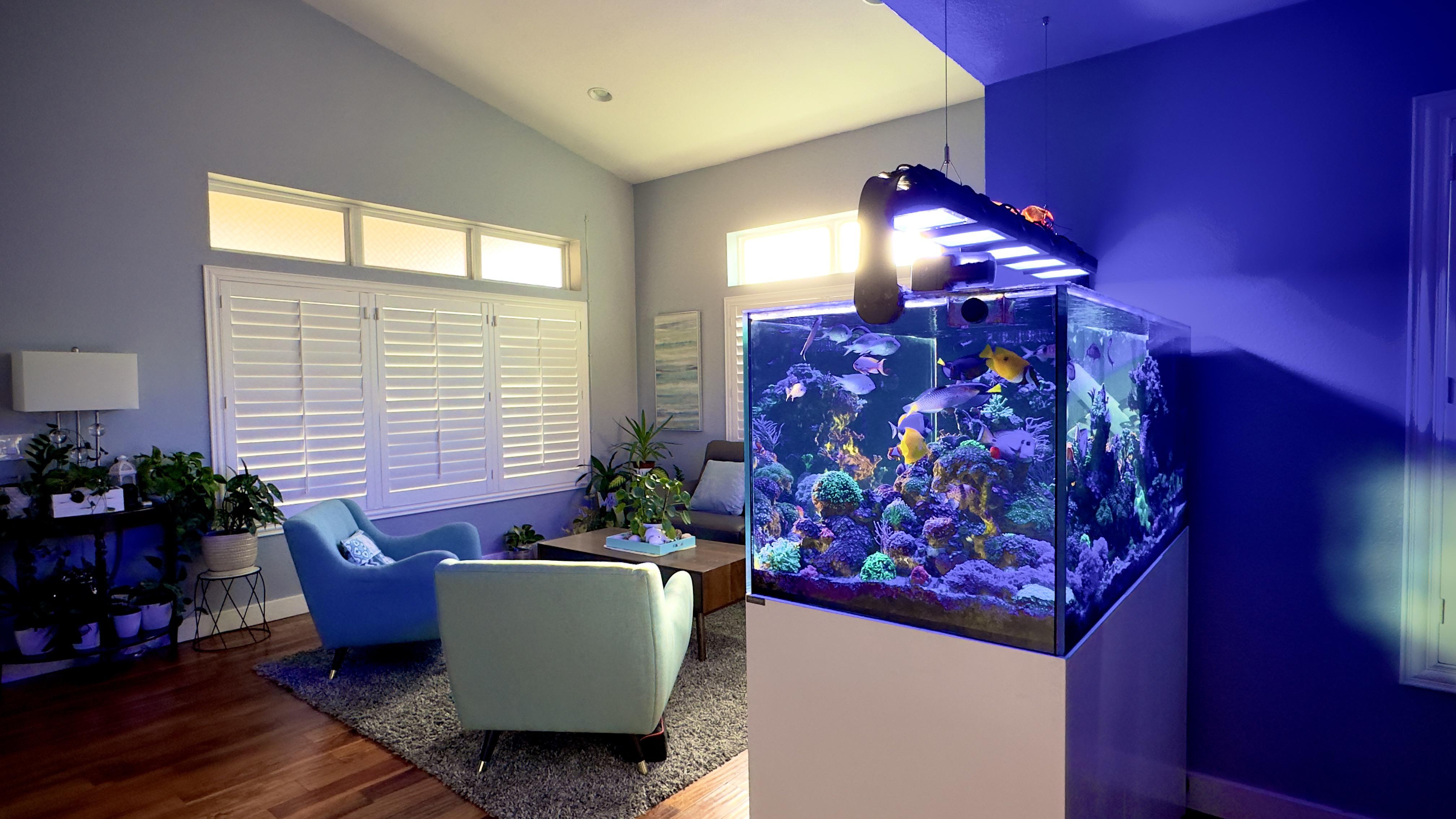 The tank is getting natural sunlight every morning. r/Aquariums