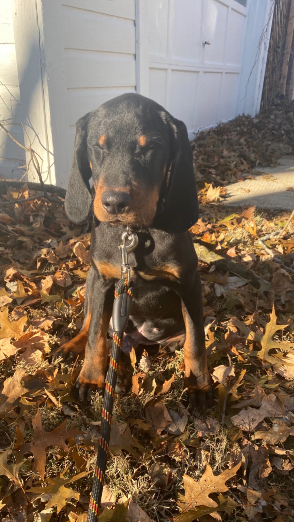 Meet Hooch the Black and Tan Coonhound r/coonhounds