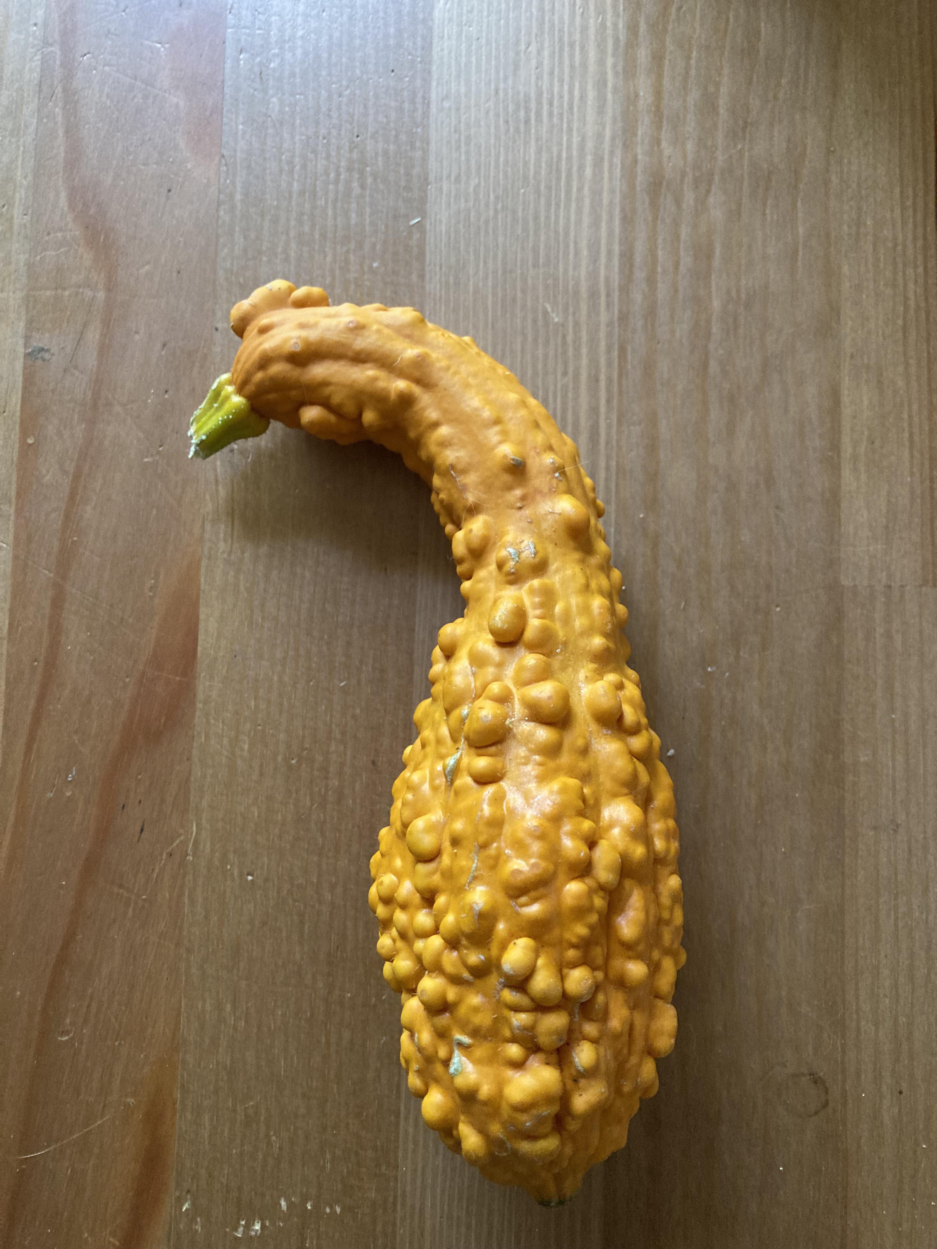 This chicken gourds. mildlychicken
