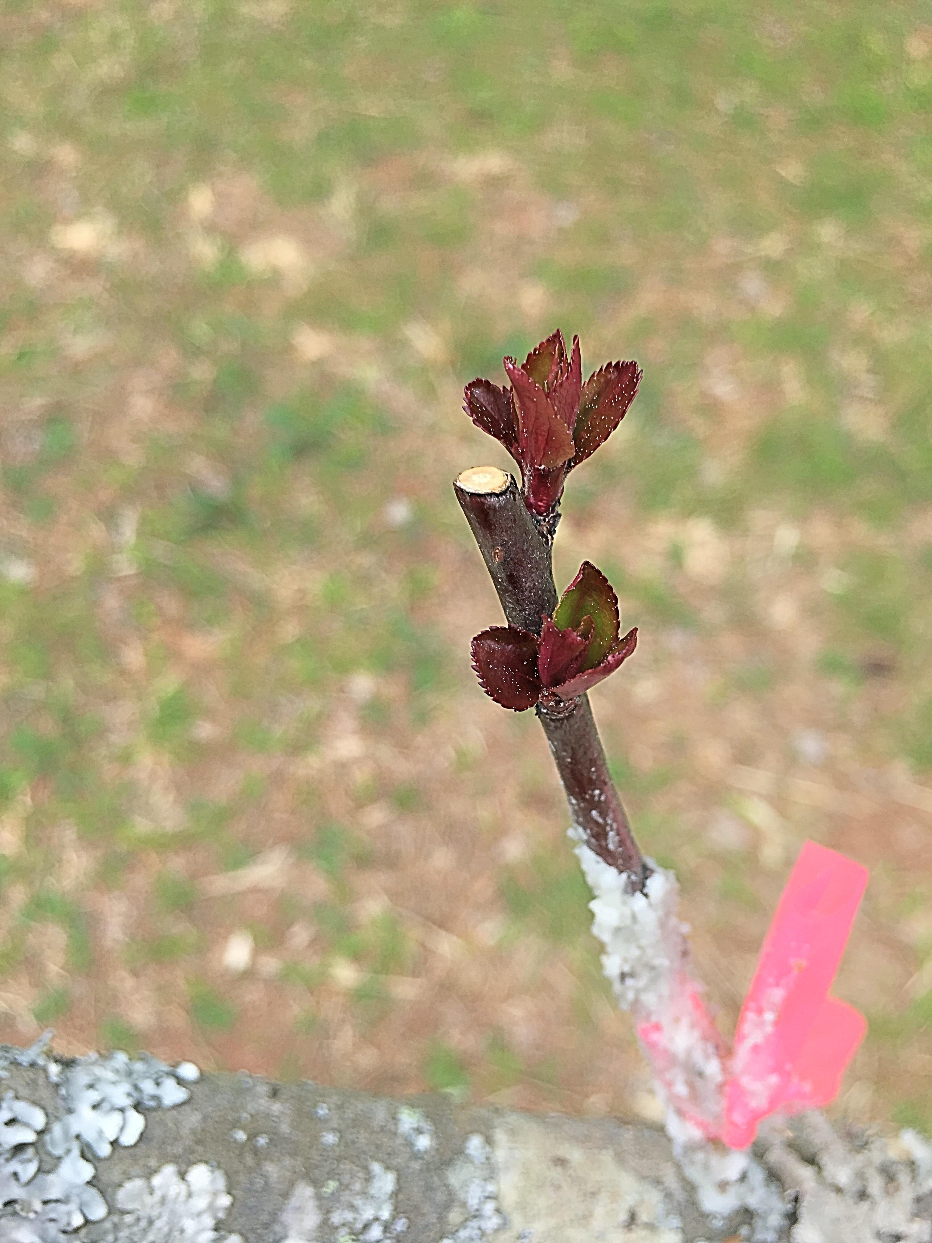 To help with pollination, I grafted a crabapple limb to my Arkansas
