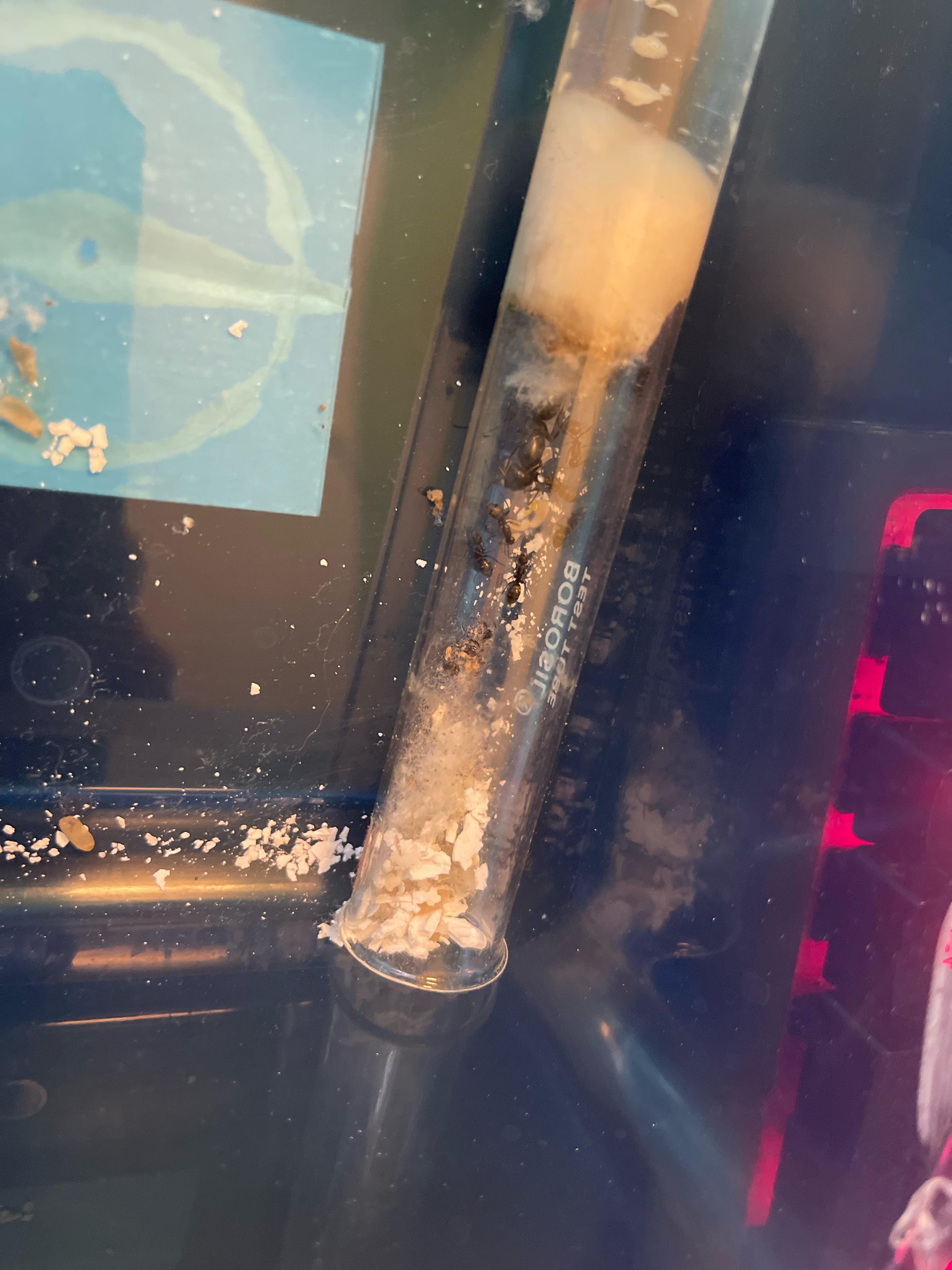 What can I feed my ants instead of insects? r/antkeeping