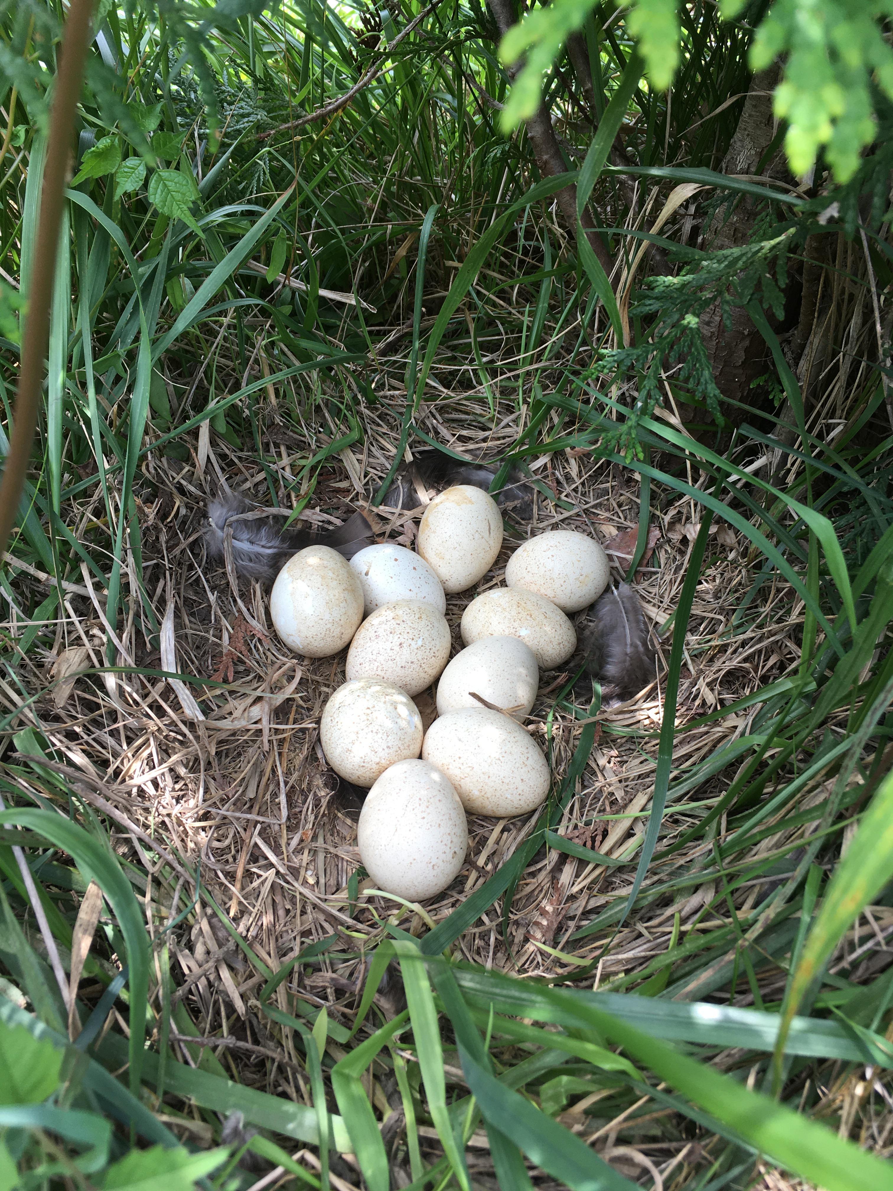 Wild turkey nest I found at my parents tree farm today! Brown speckled