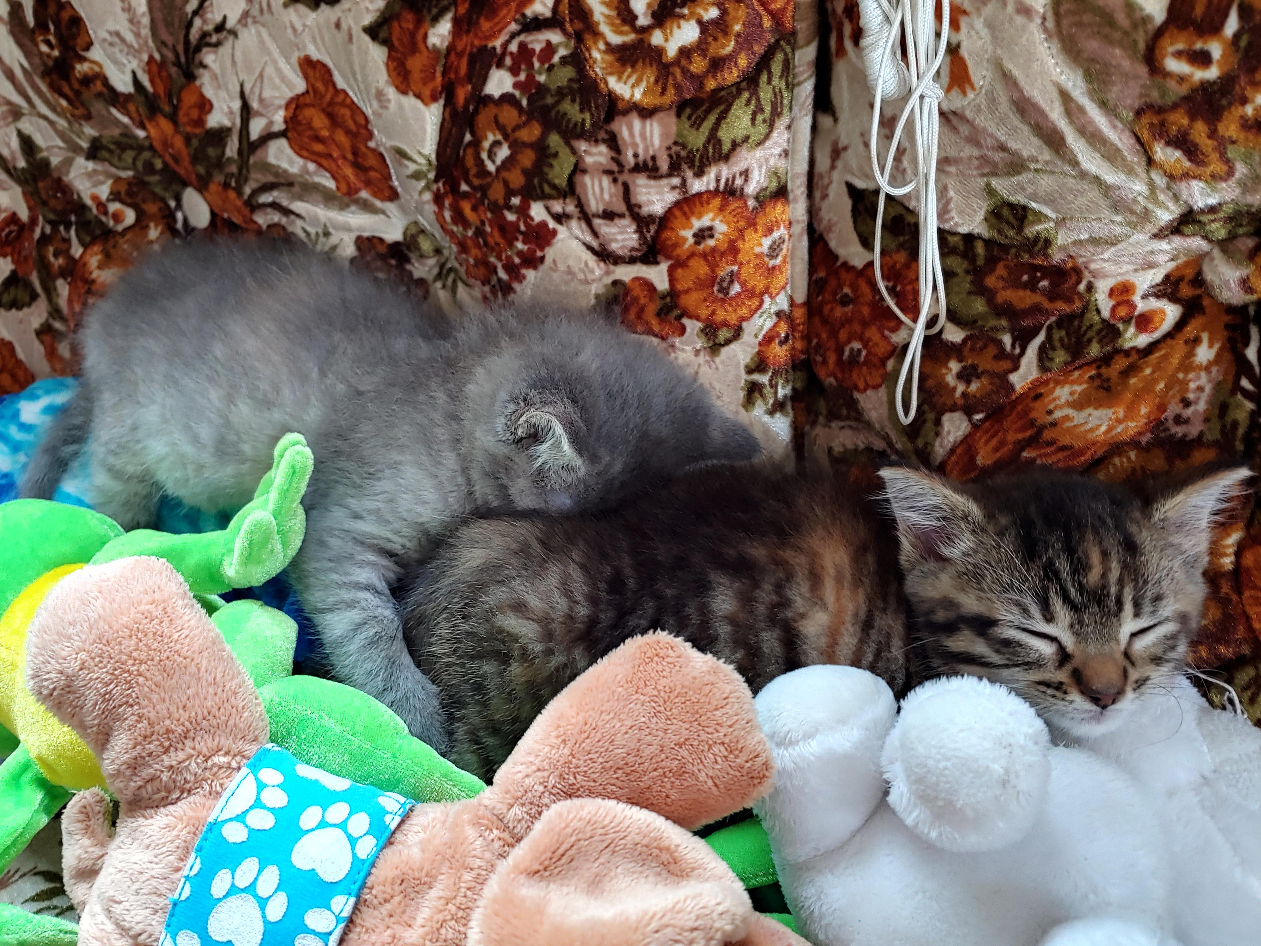 If my cat can breathe through her sister's butt, you can breath through