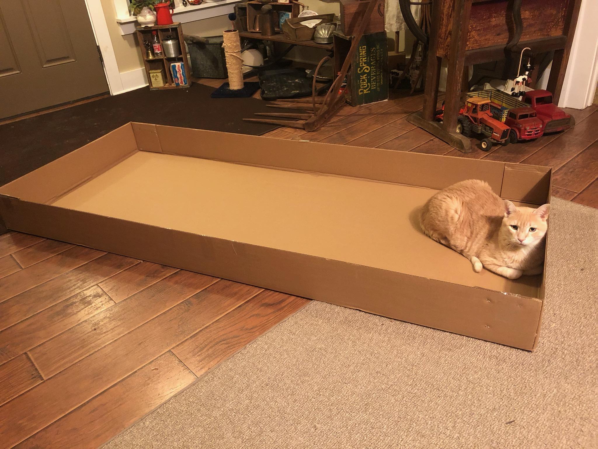 Cat Traps Family In Bathroom Reddit Dive into anything