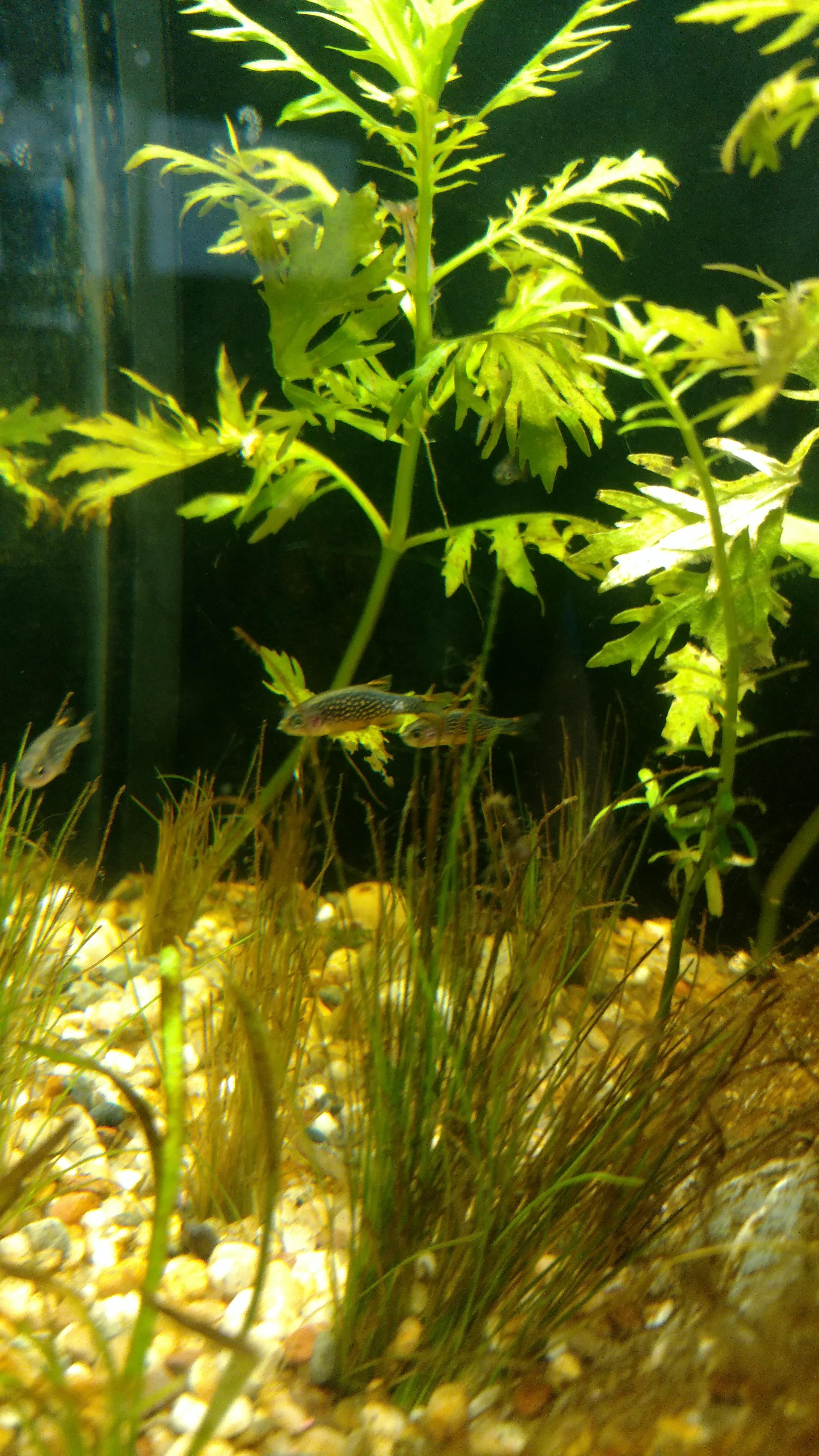 What is this white spot on my CPD? r/Aquariums