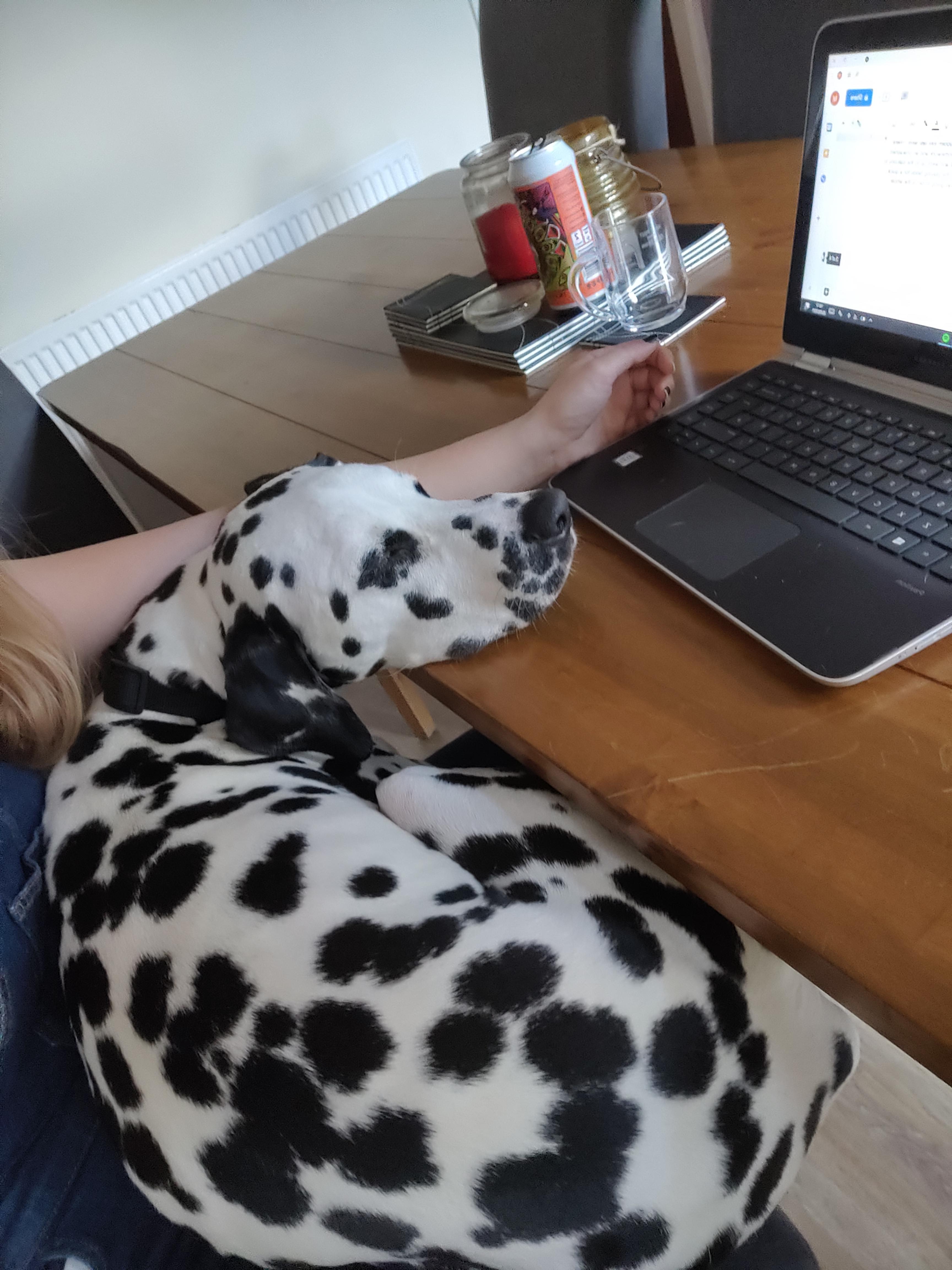 Not sure where they get the velcro dog rep from r/dalmatians