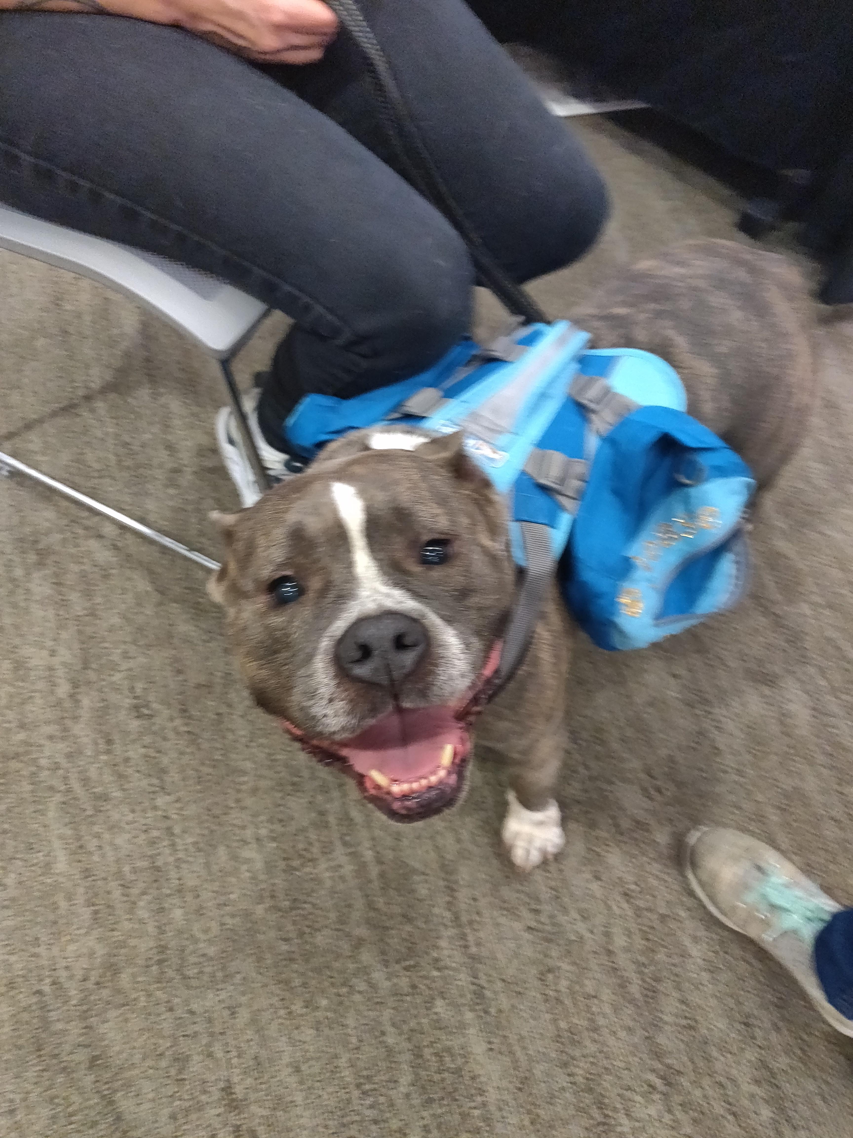 Bela the pitbull rescue, now working in the library r/pitbulls