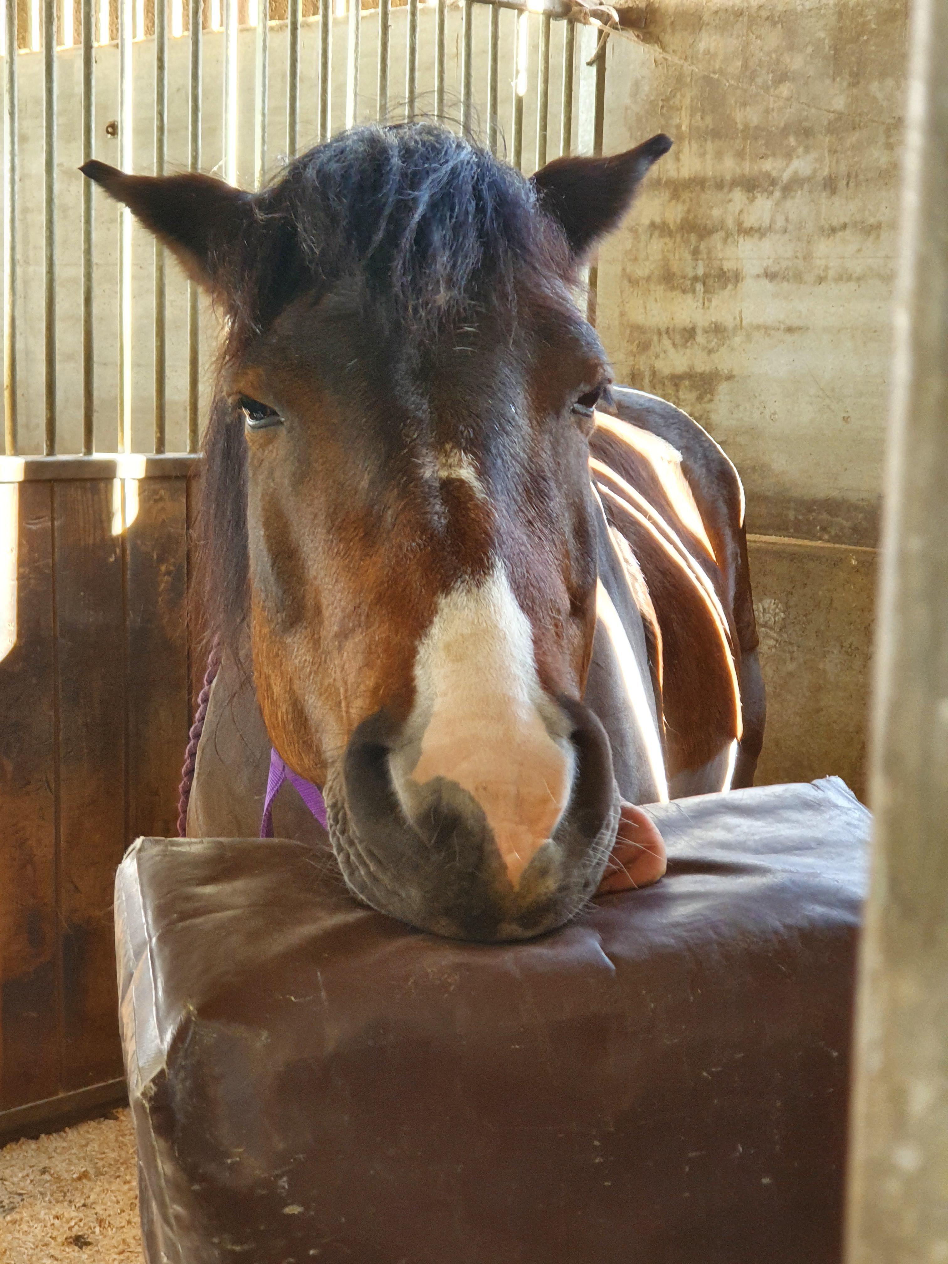 When the sedation is too good D r/Horses