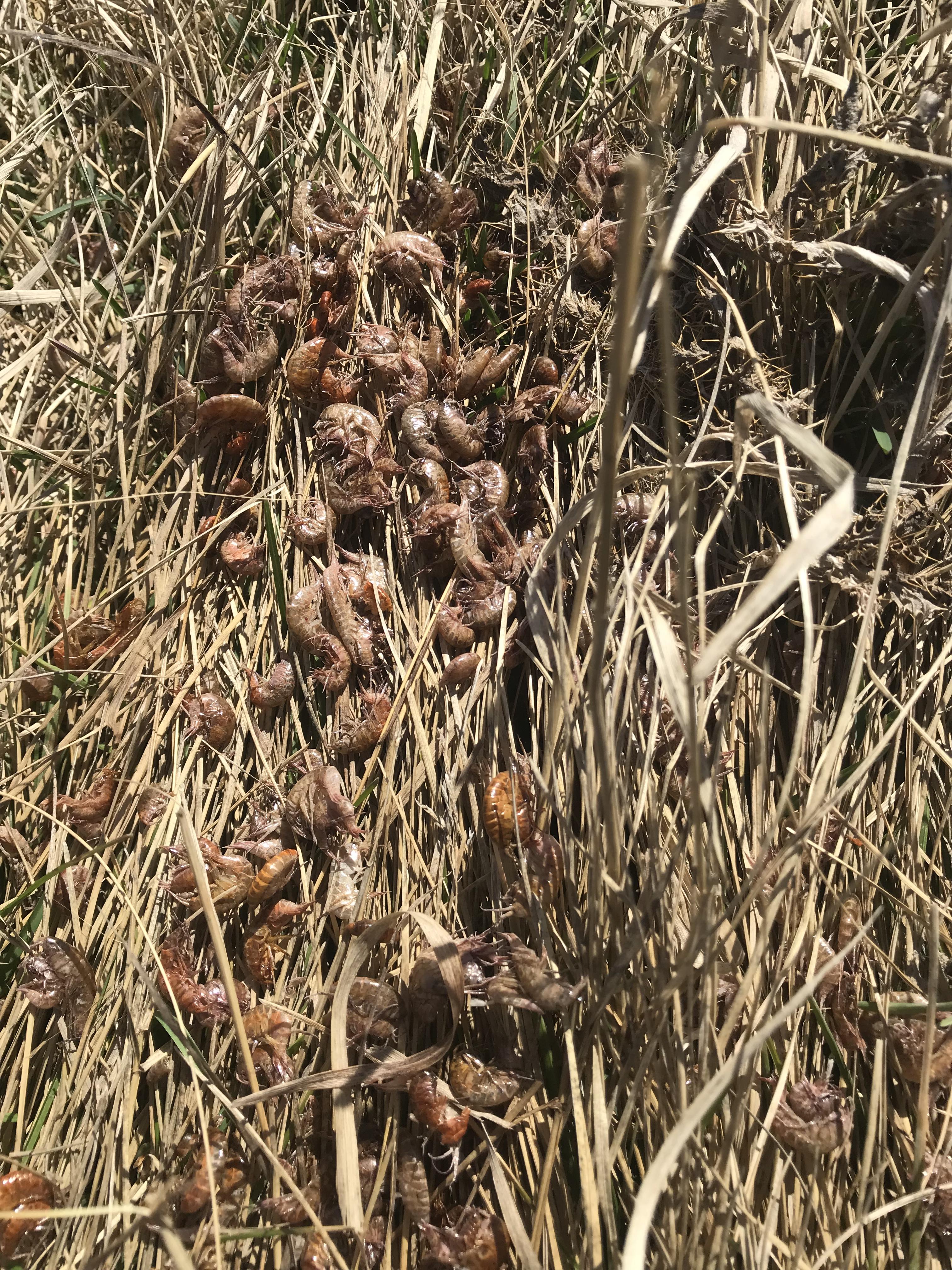 [Calgary, Alberta, Canada] What are these (dead) shrimp like creatures