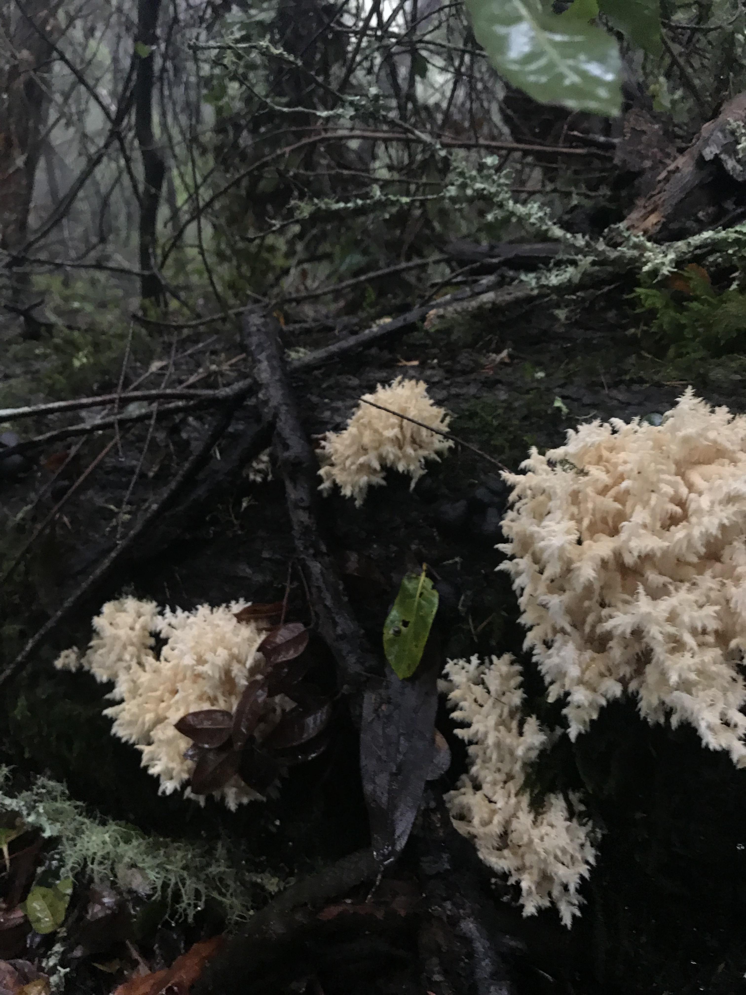 ID Help? Found in Santa Cruz, CA, day after a shitload of rain r