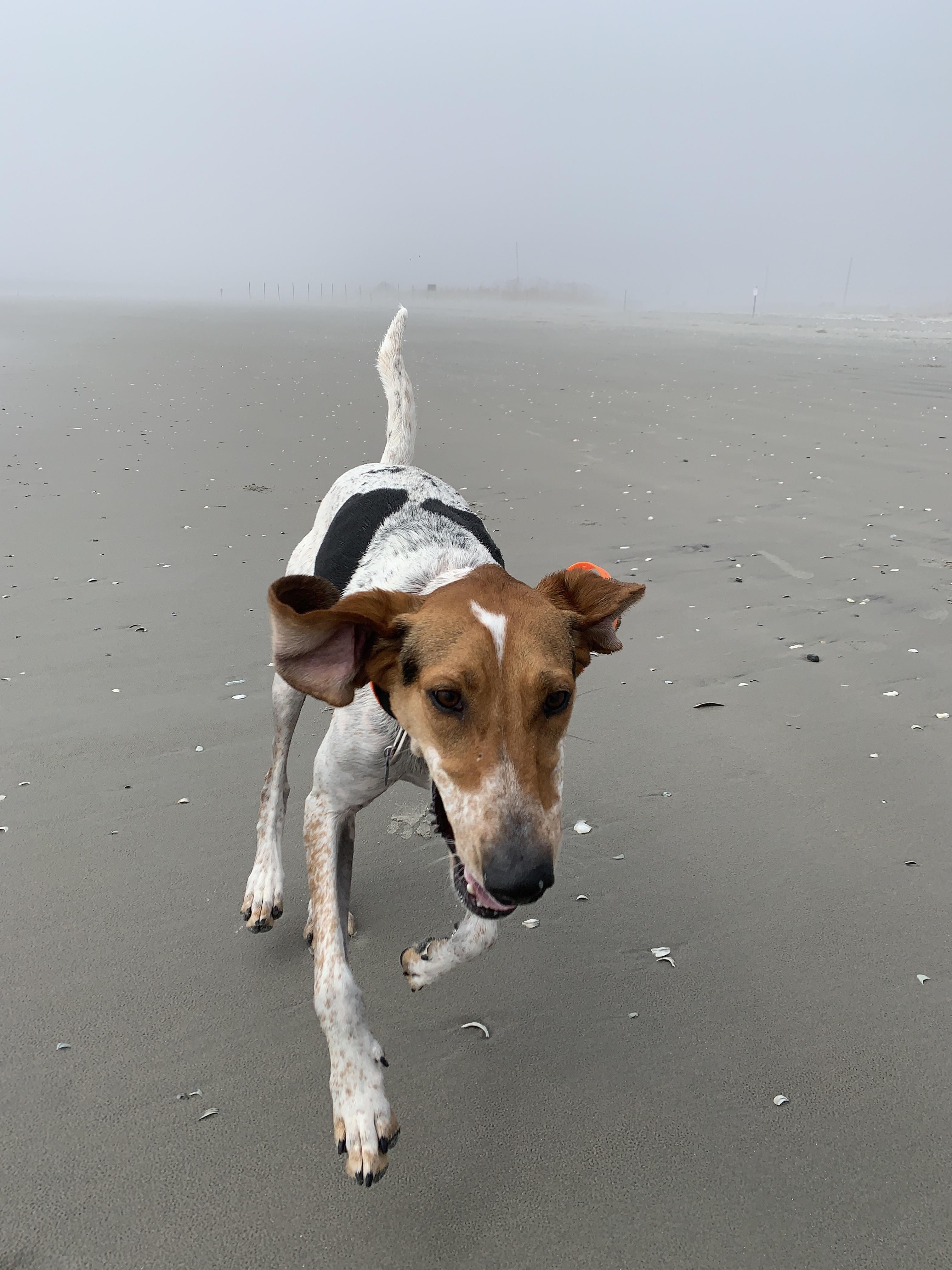Longport dog beach. Fog and fun. r/newjersey