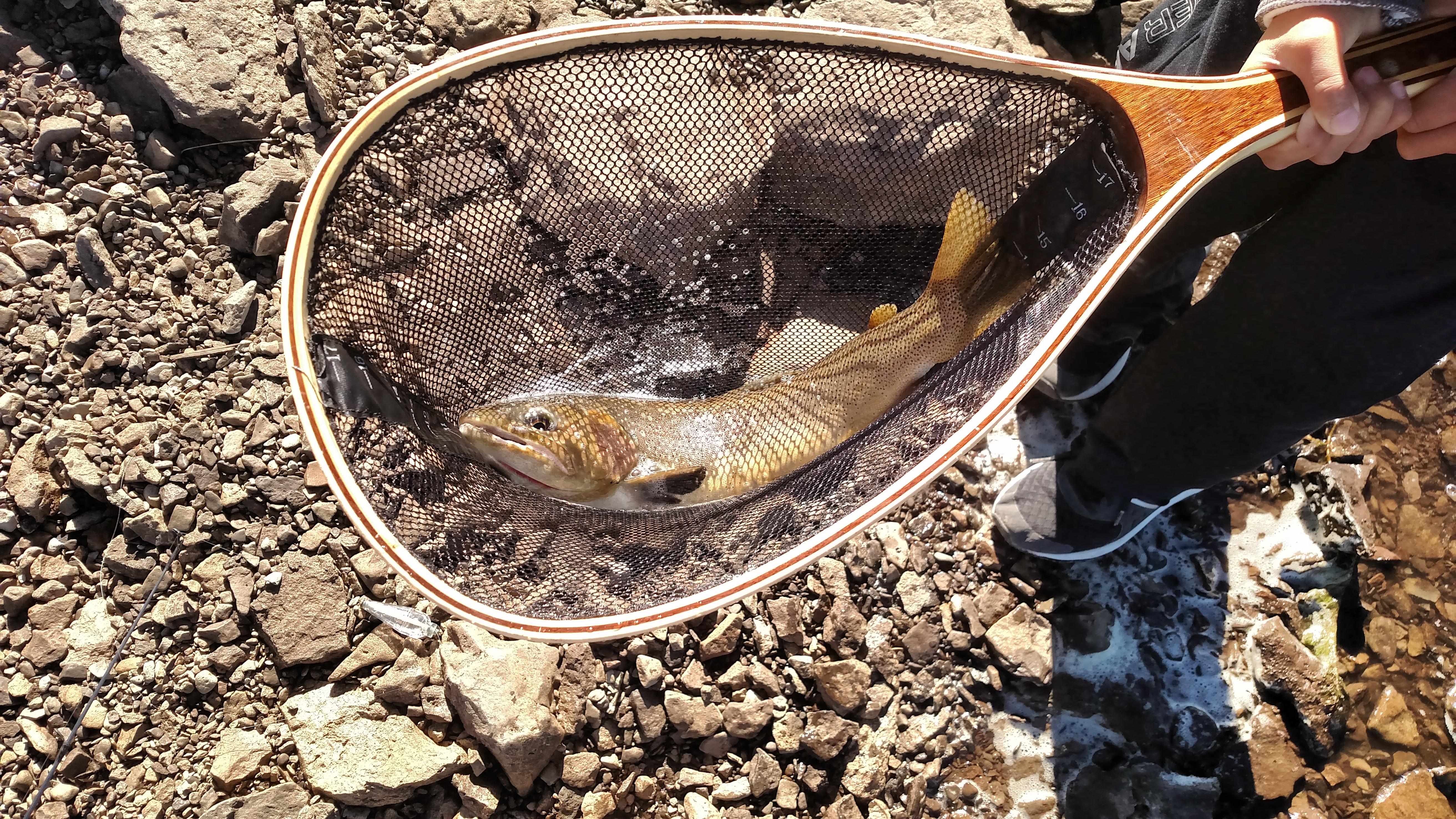 19" trout Big Lake, AZ r/Fishing