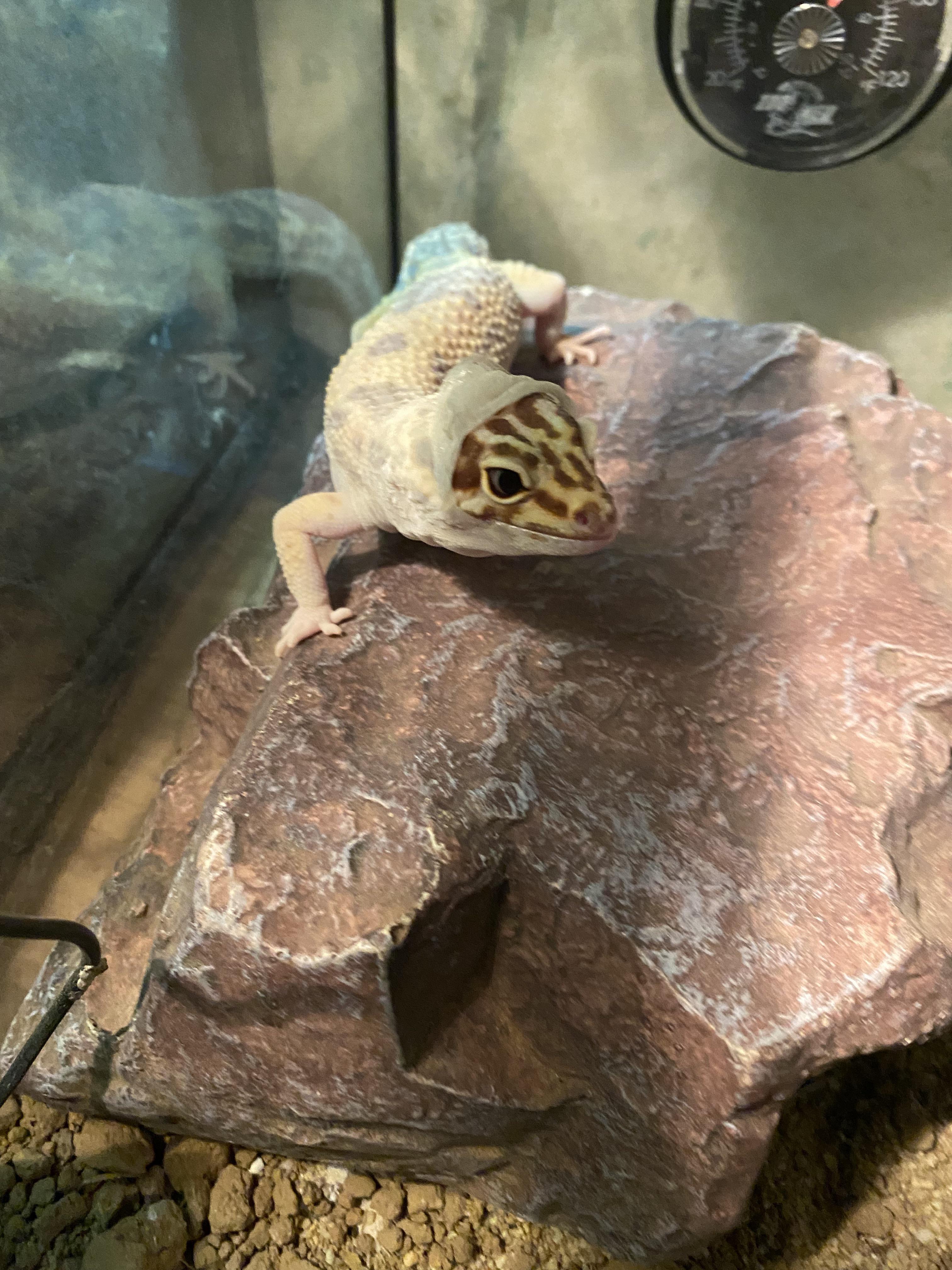 Leopard gecko hoodies are coming back in fashion !!! r/leopardgeckos