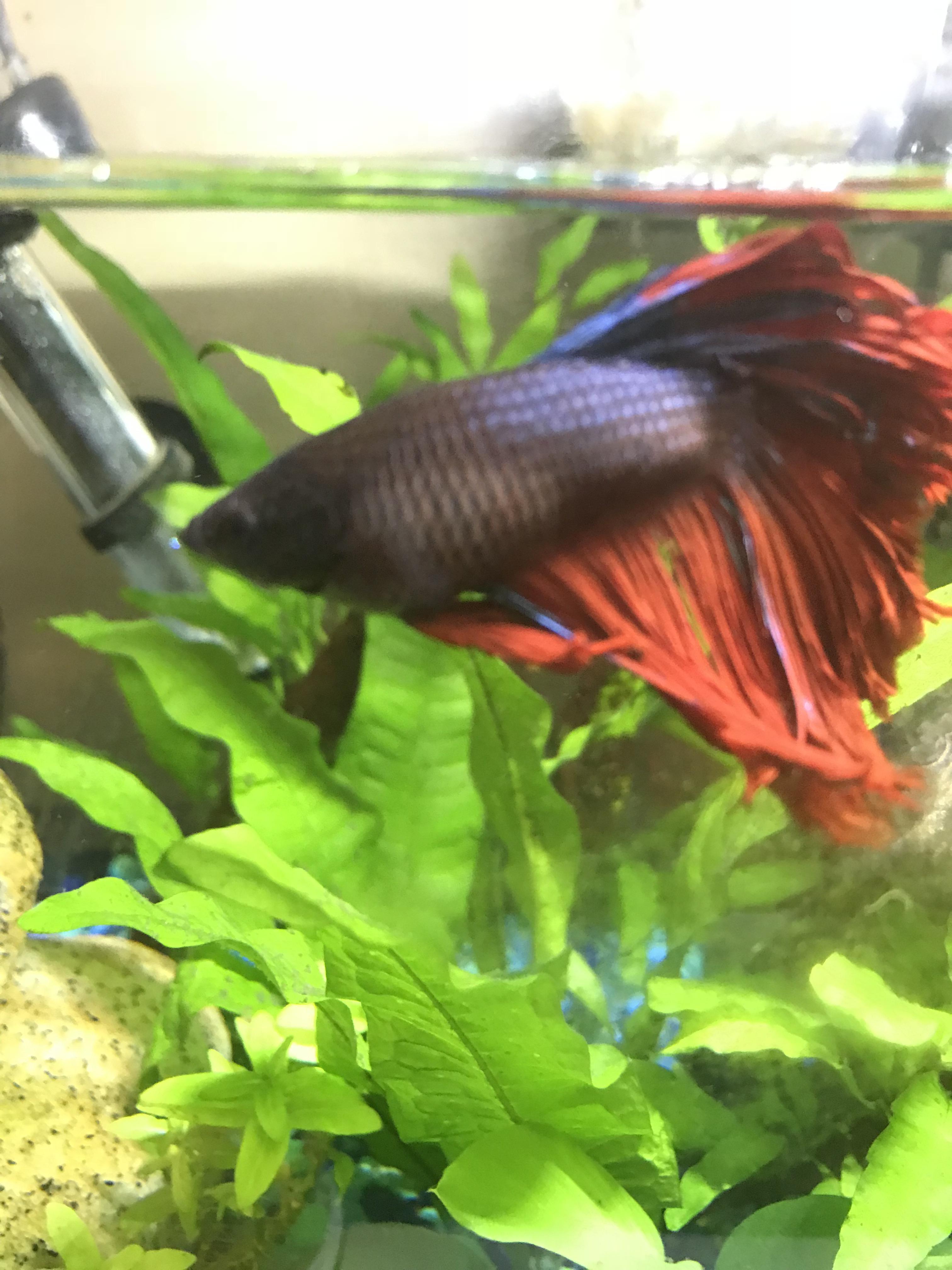 Betta Fish Bloated Do Betta Fish Sleep Lovetoknow Fish symptoms