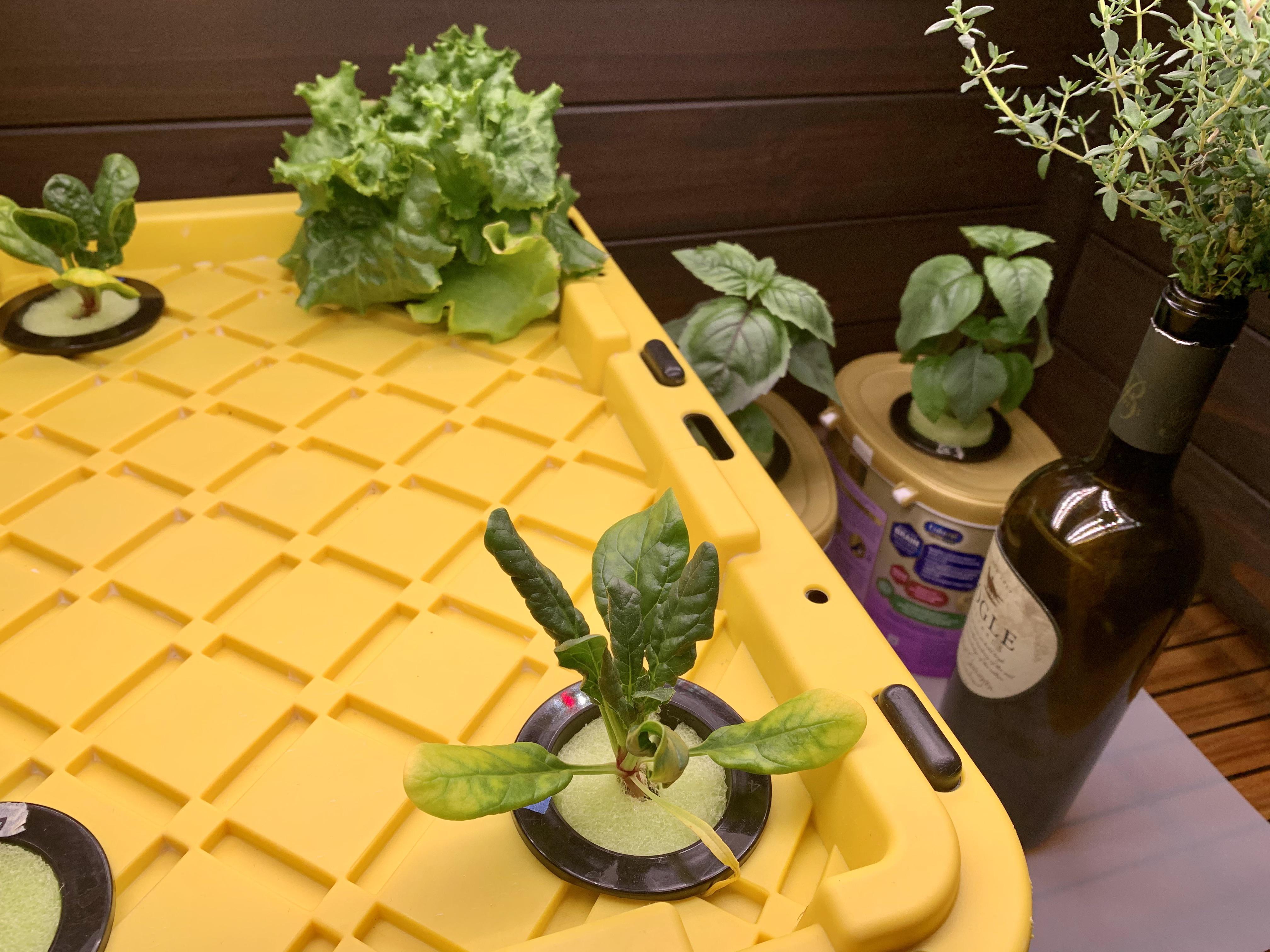 Spinach Leaves Turning Yellow r/Hydroponics