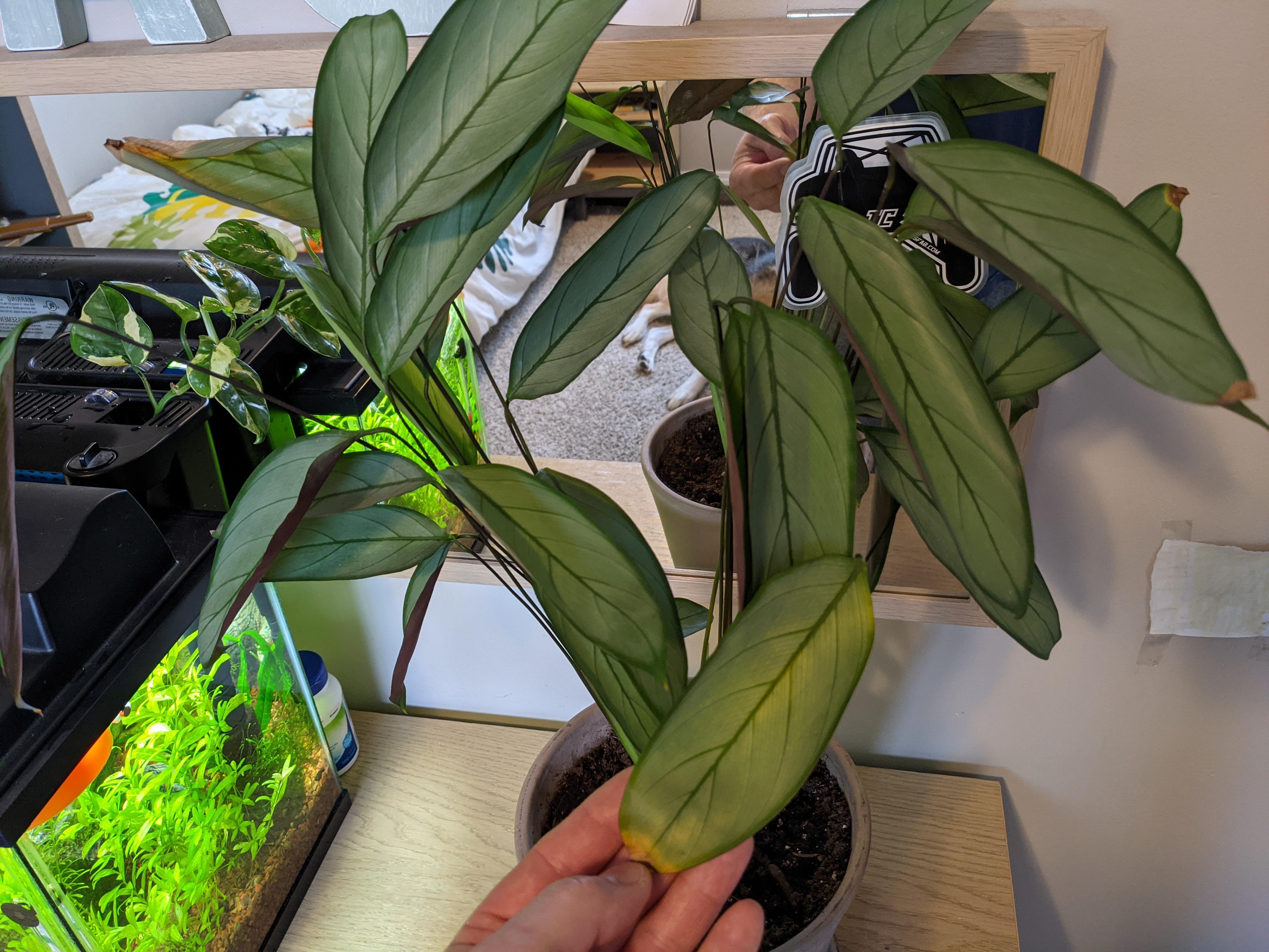 Prayer plant leaves turning brown. r/plantclinic