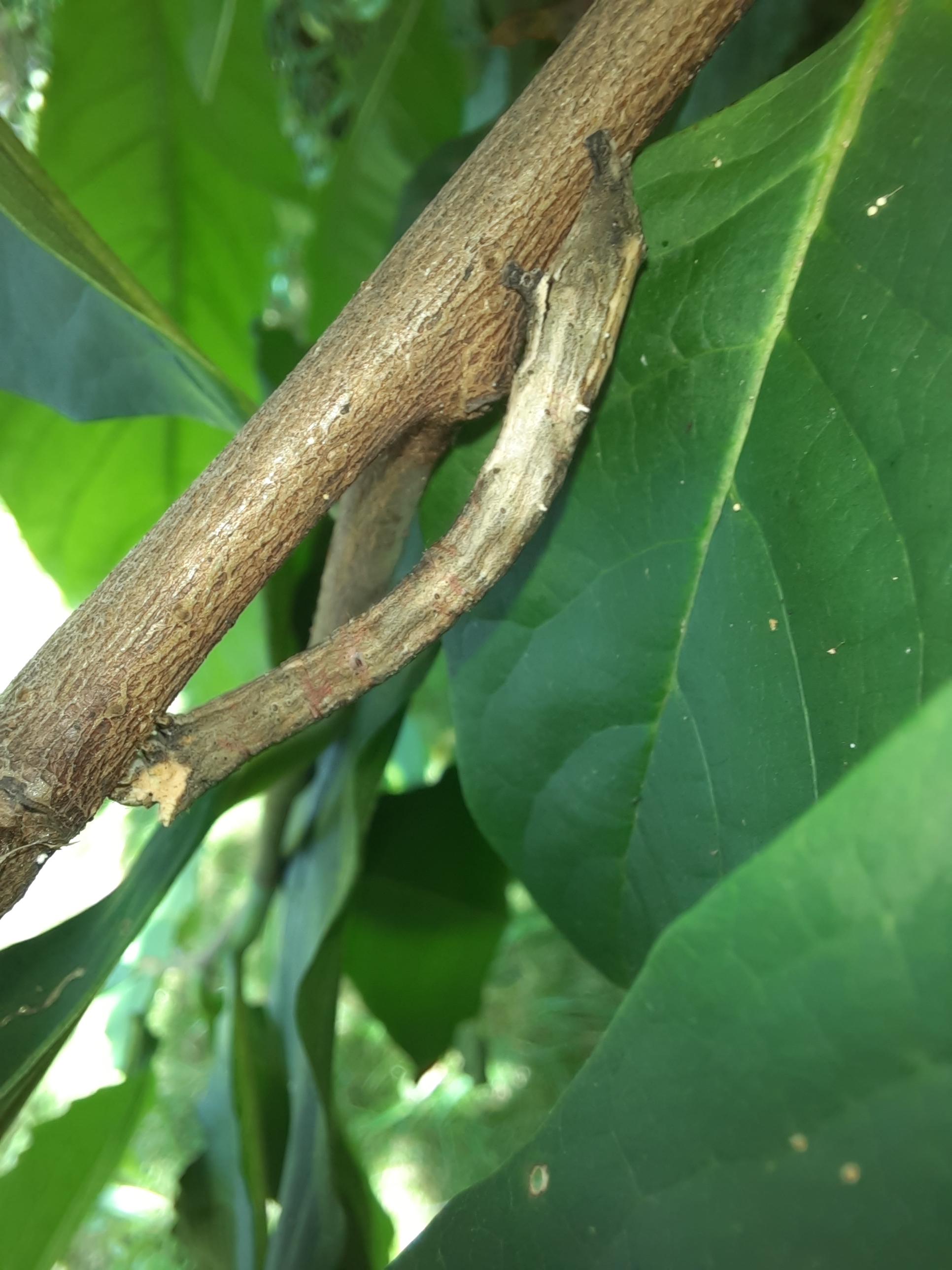 What is this caterpillar? Located in PA and was found on a pawpaw tree