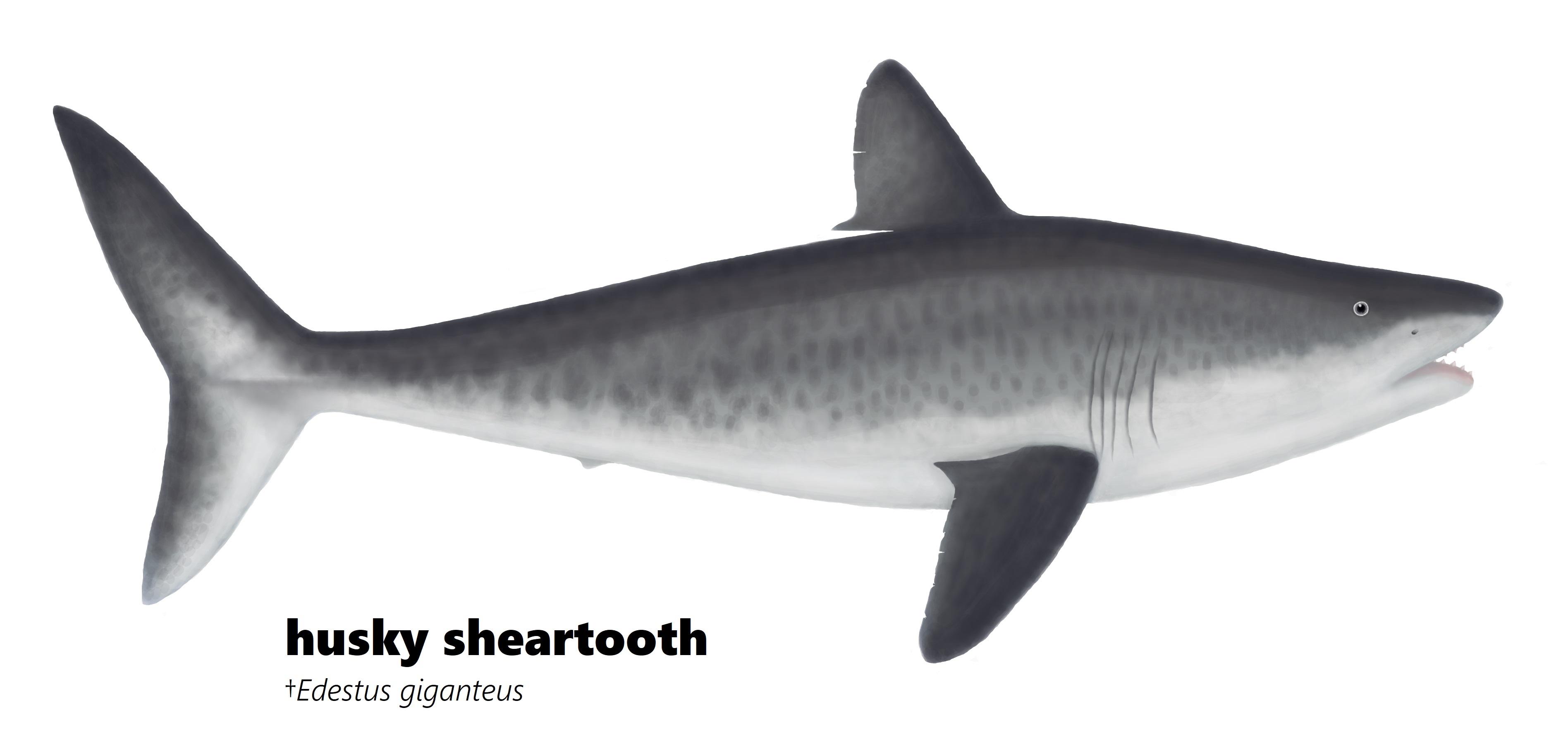 The LittleTastey Jaylen Mystery Finally Solved! Truth or Fiction