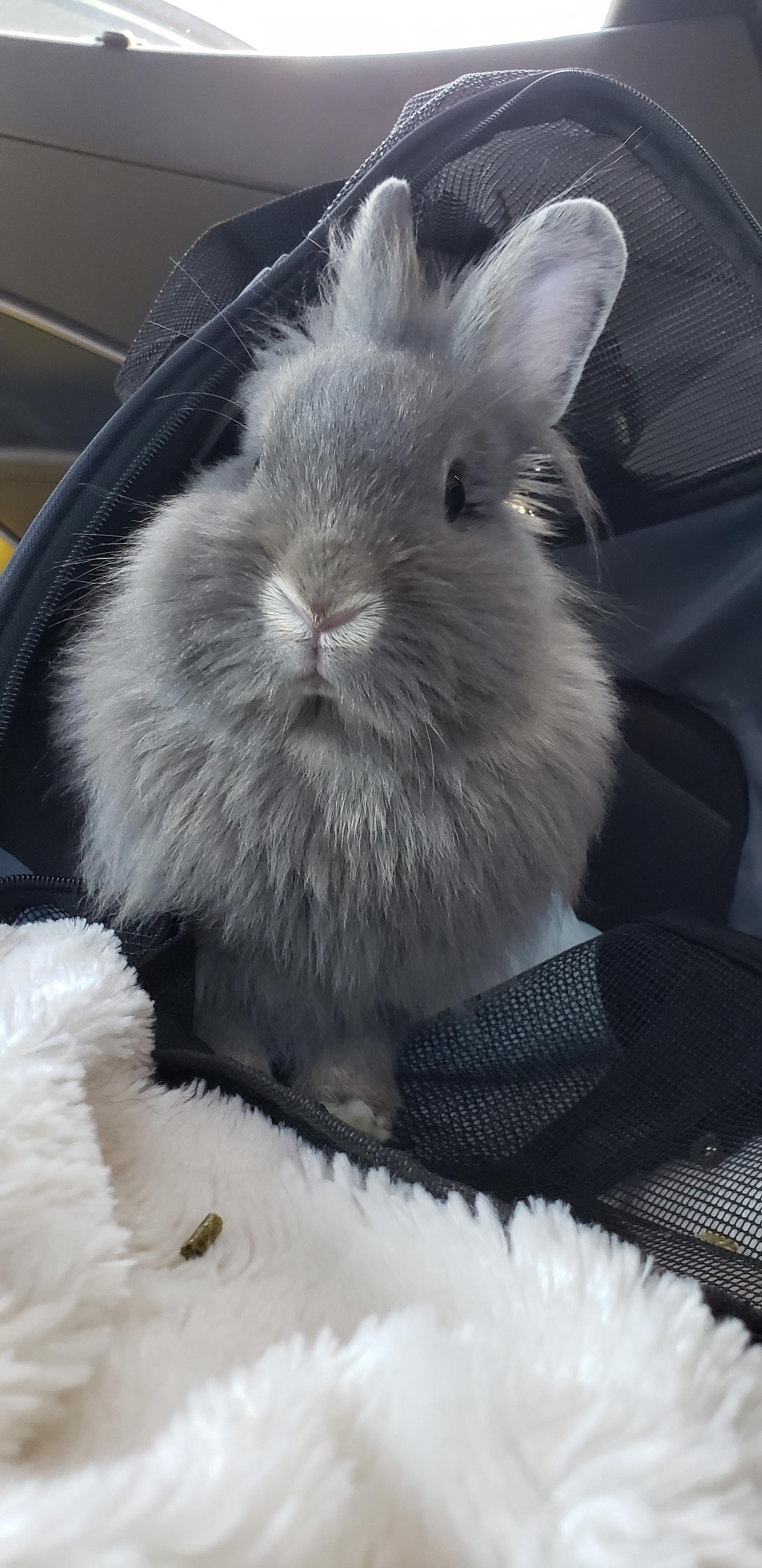 Bun Funni staring at me. Rabbits
