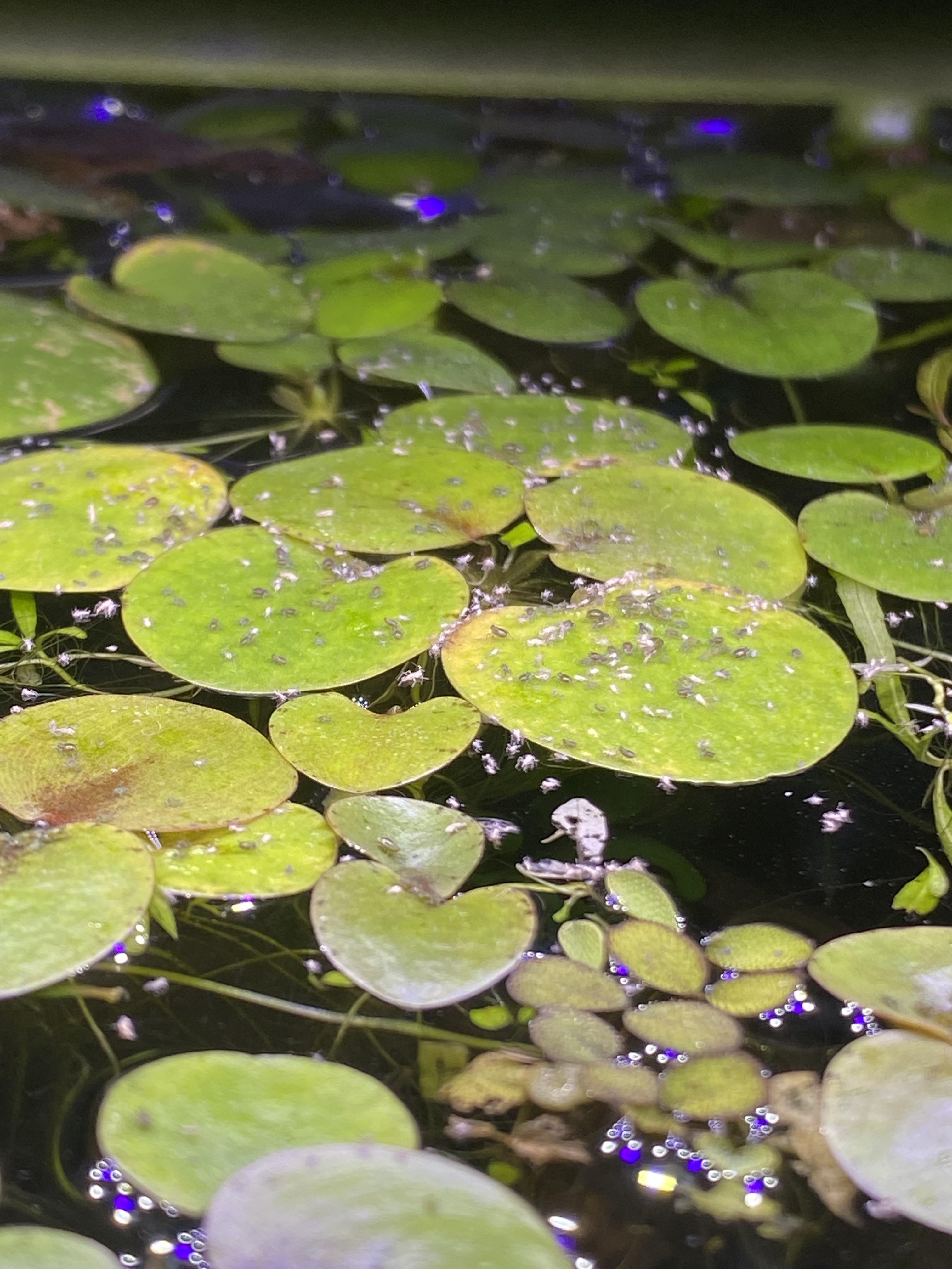 What are these bugs on my floaters? Does anyone know if they are