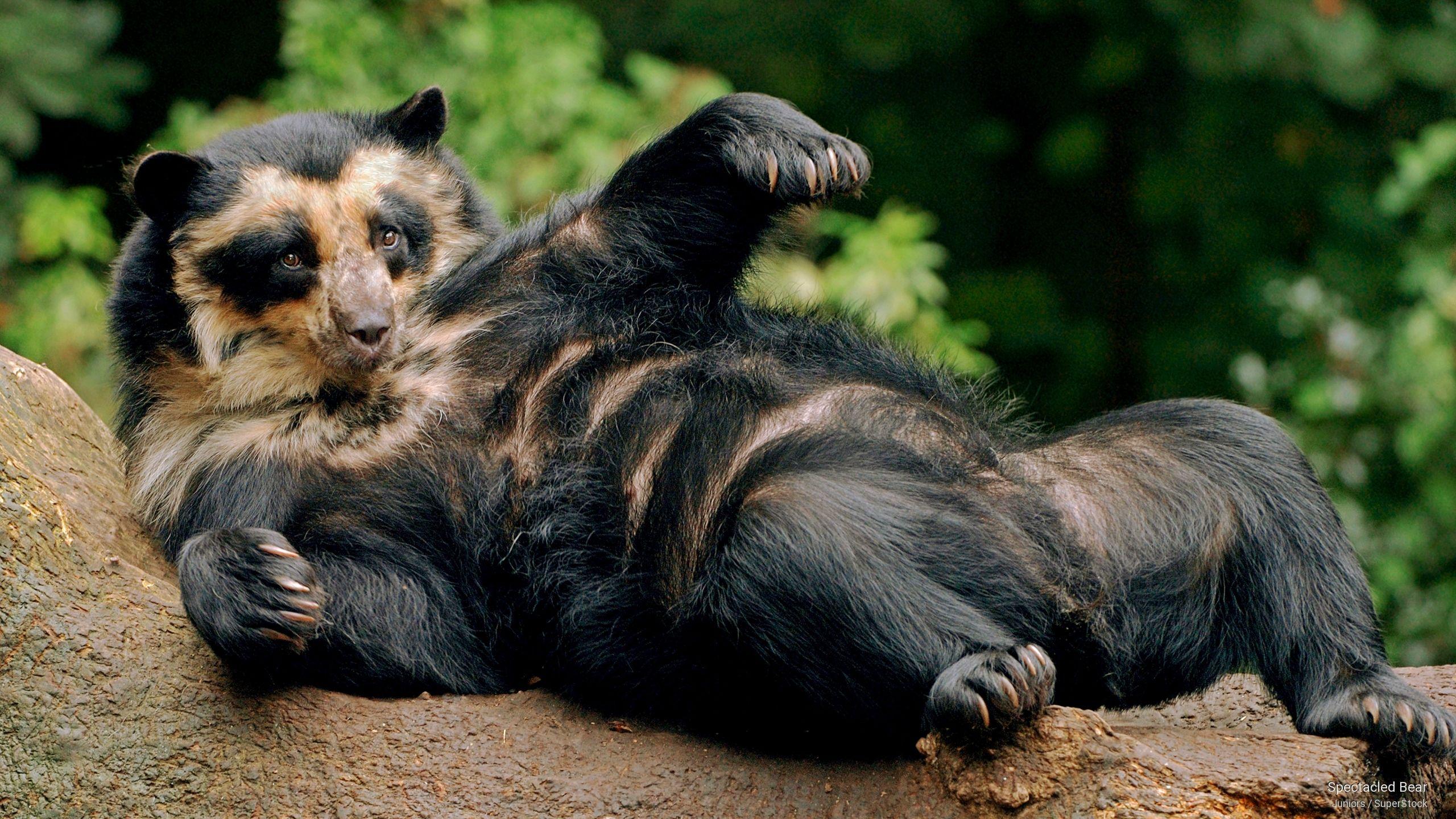 🔥 The Spectacled Bear, the only Bear species Native to South America. They're almost strictly