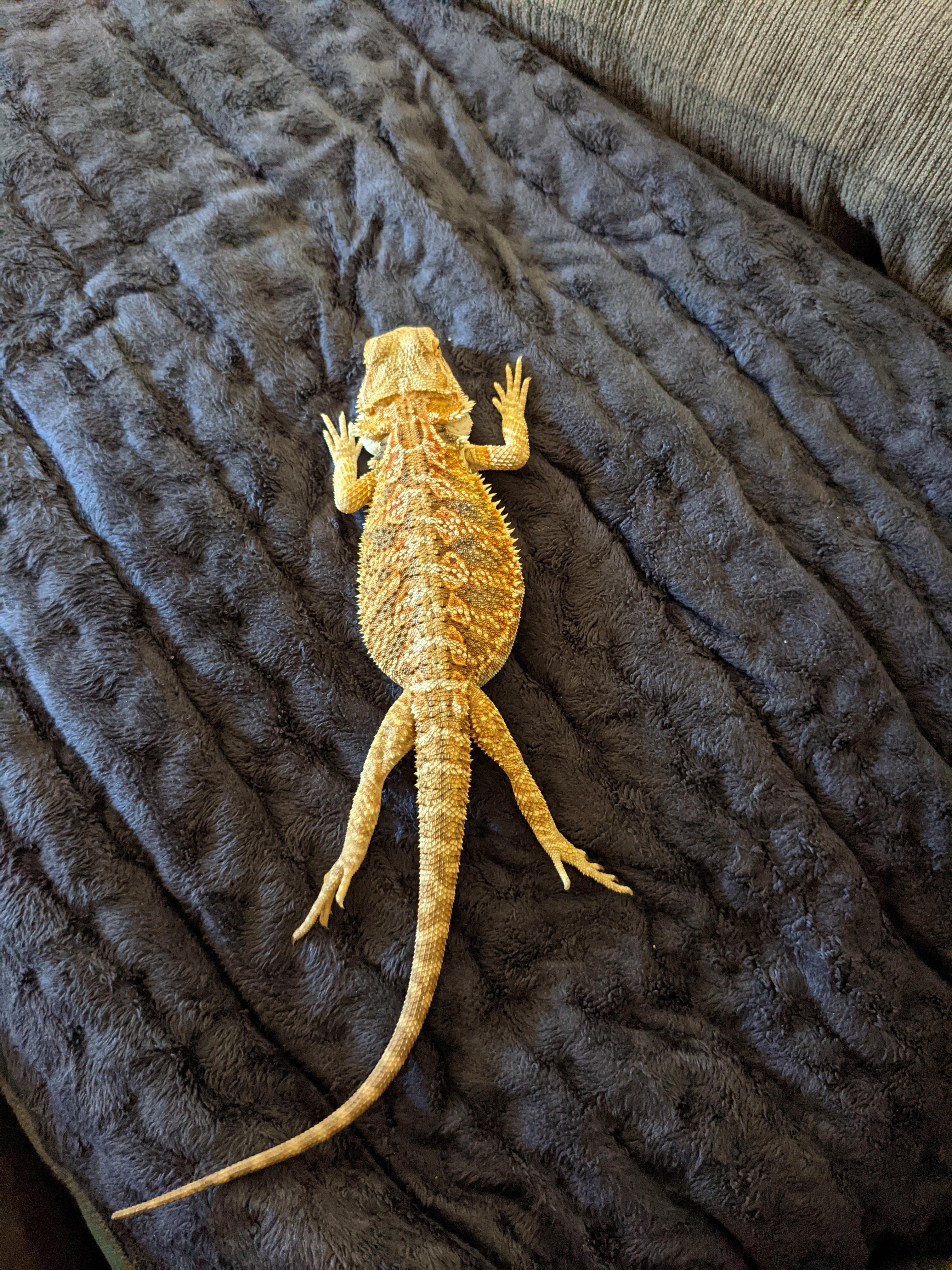 Heating pad sploot makes Zuko happy 😊 r/BeardedDragons