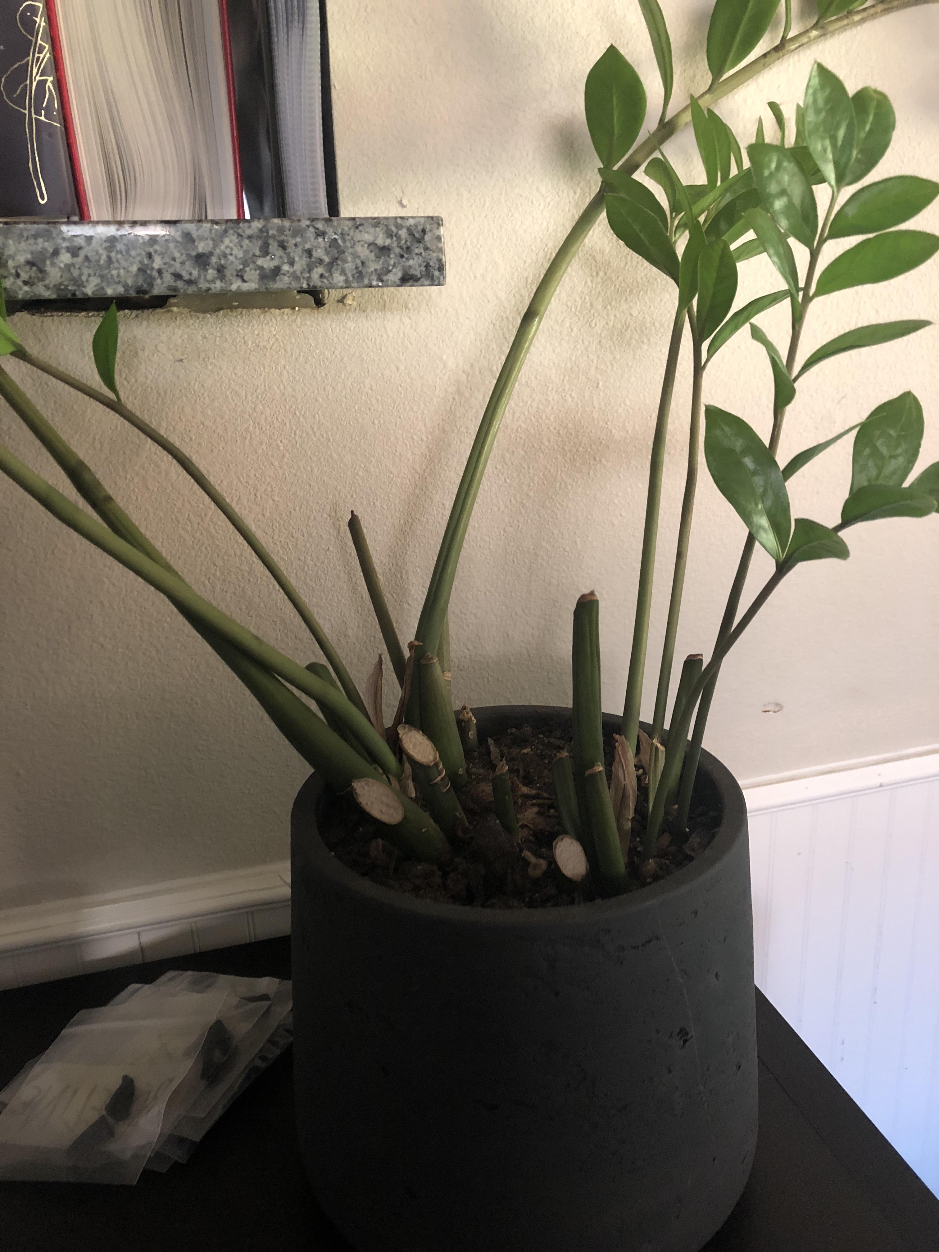 Why did my zz plant grow like this? A number of the stalks dried out