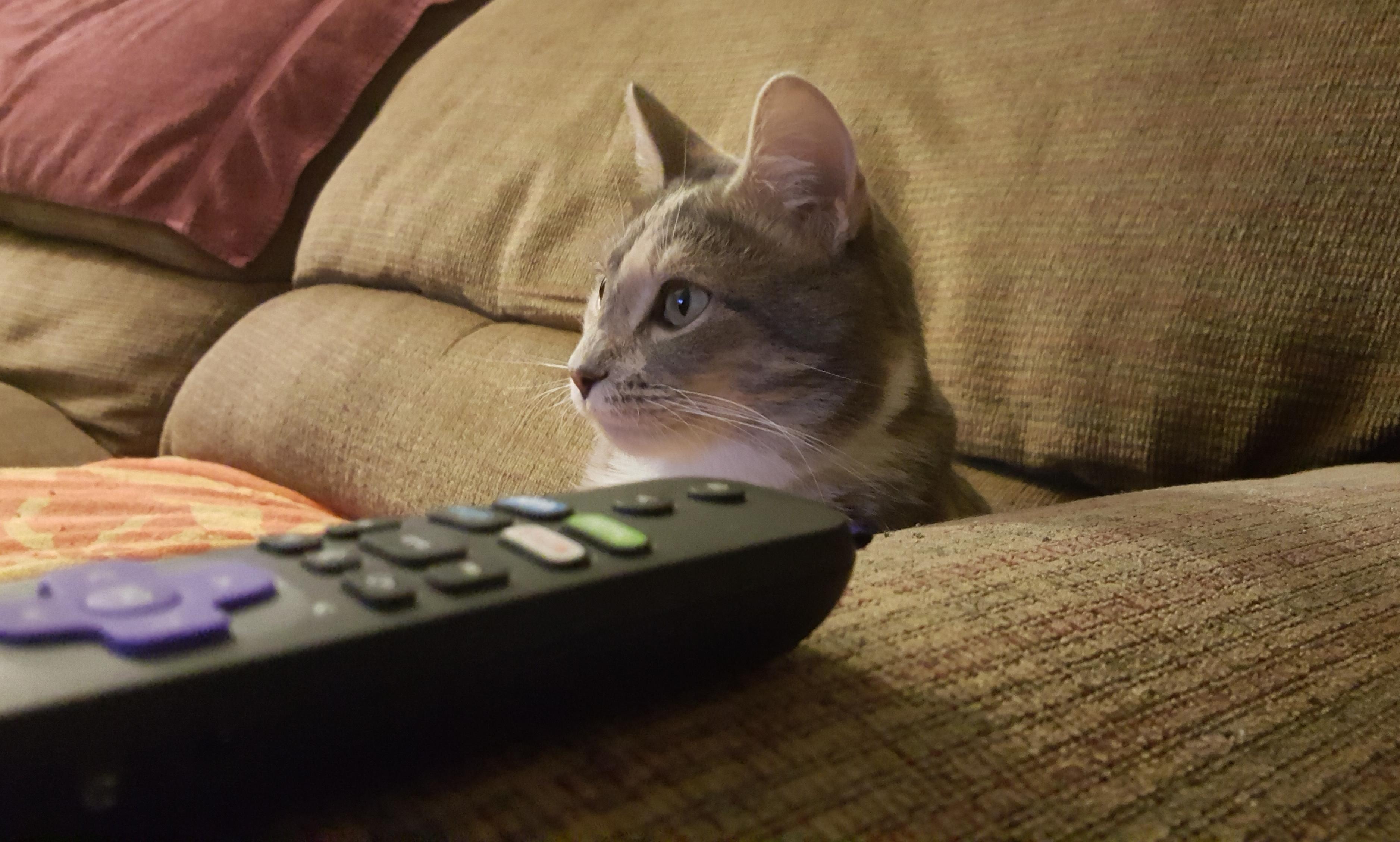 This is Daisy watching the TV. I really enjoy her company as she is one