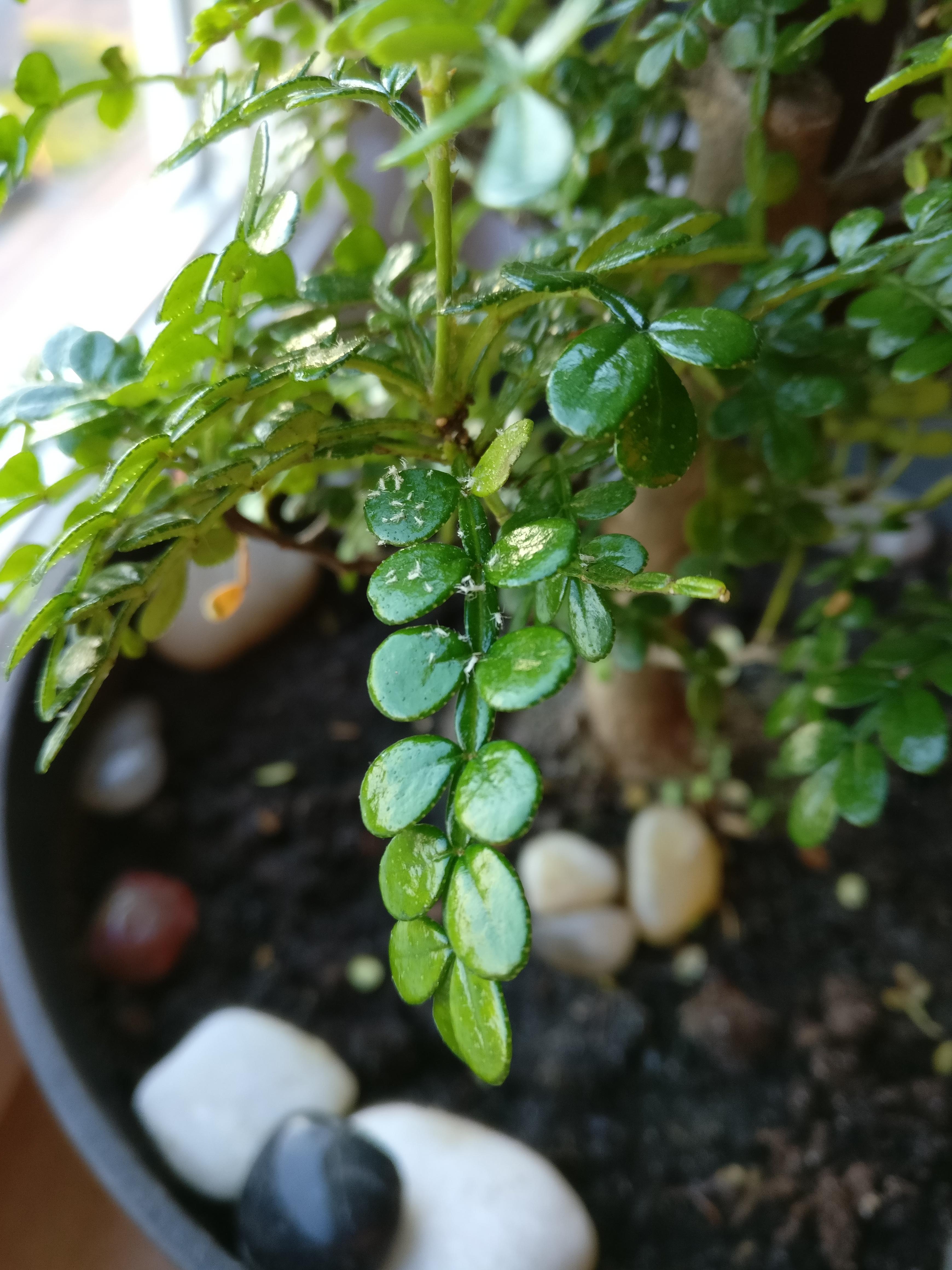 What are these? And if pests, how do I get rid of them? r/Bonsai