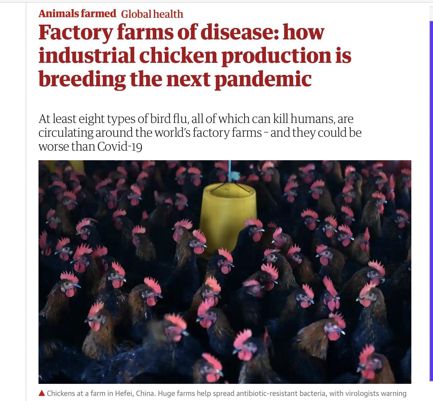 Pandemic Chickens…. Worst breed of chickens ever! Gerald P Pandemic and