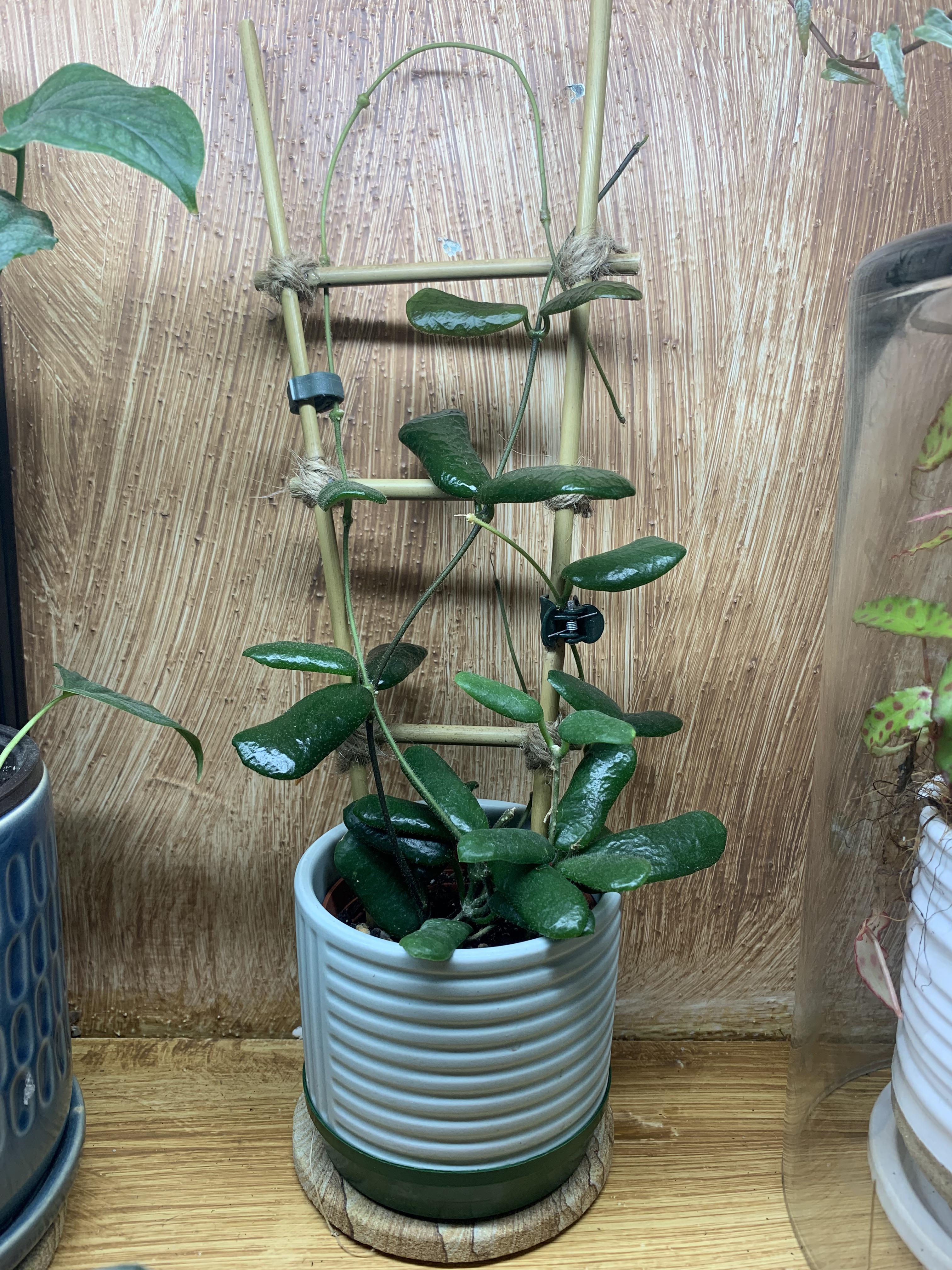 Hoya Rotundiflora is slow growing but definitely my favorite! r/hoyas