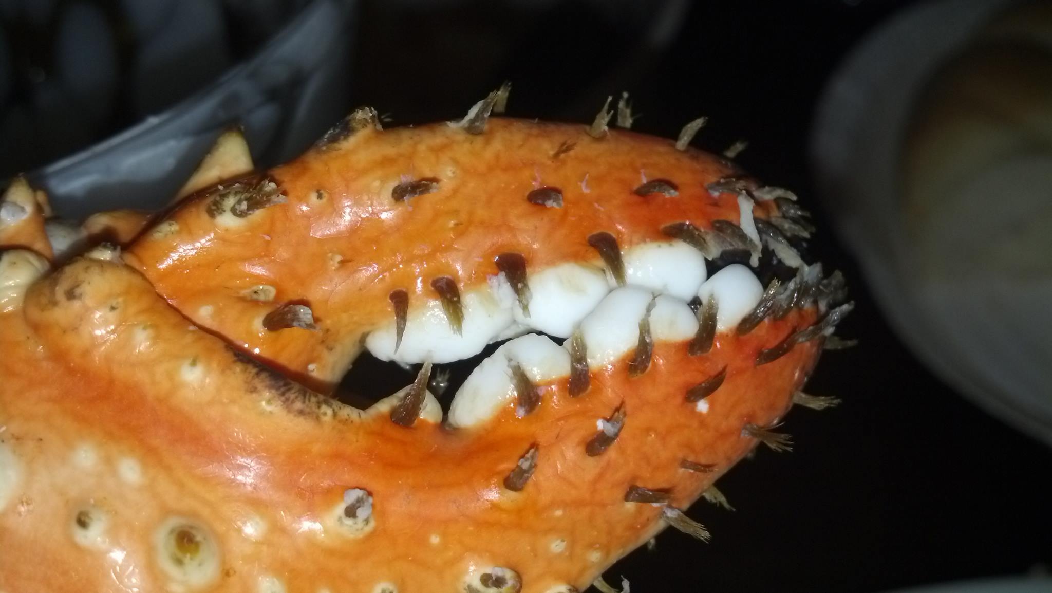 My crab claw has teeth. Like, people teeth. r/pics