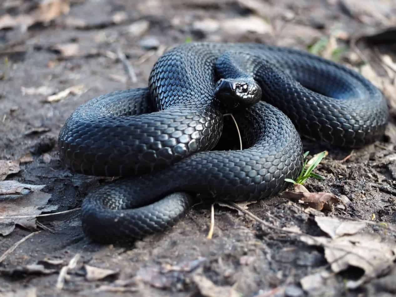 A magnificent specimen of pure Alabama black snake r/pics