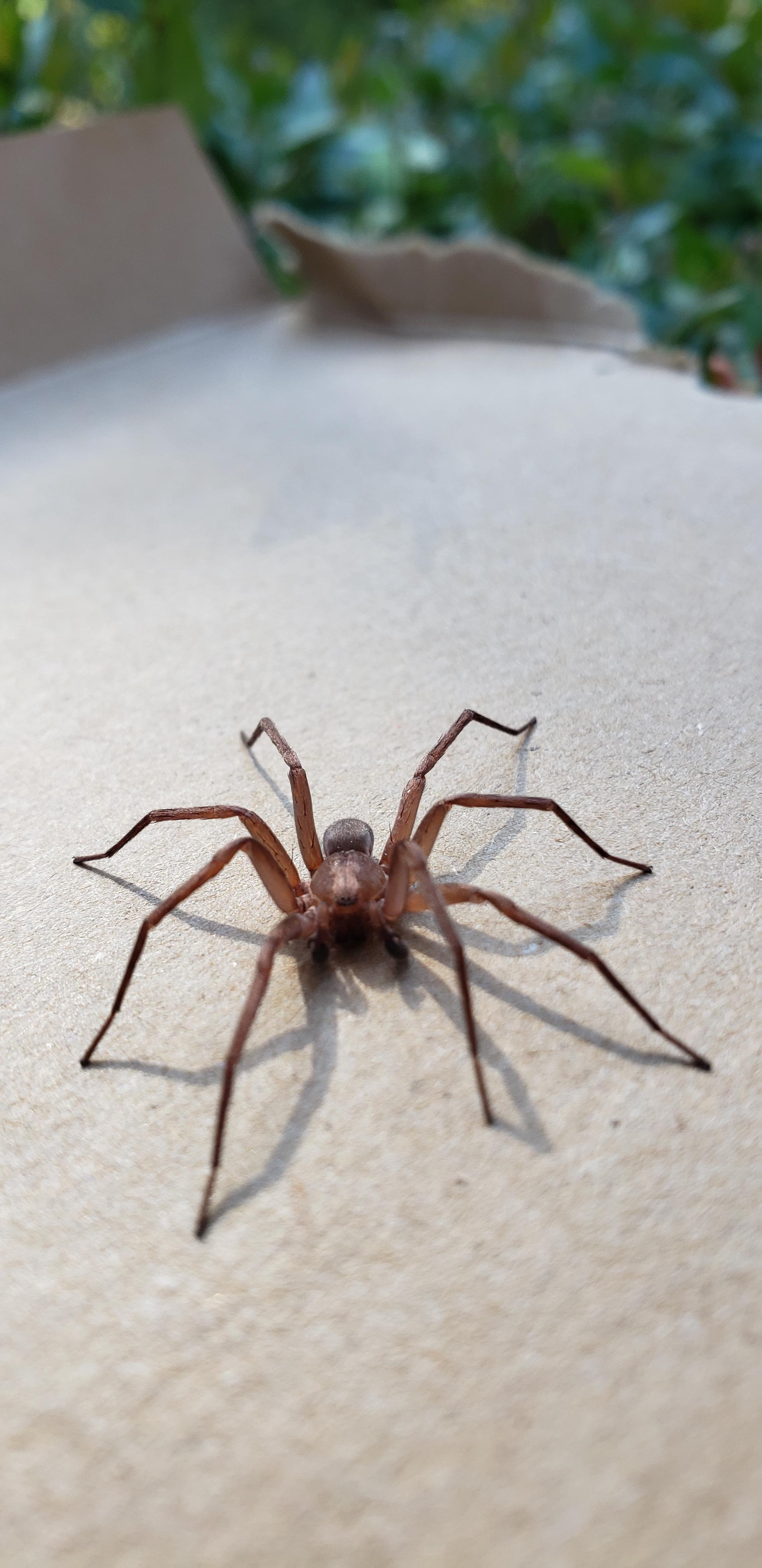 What Does A Brown Recluse Spider Look Like