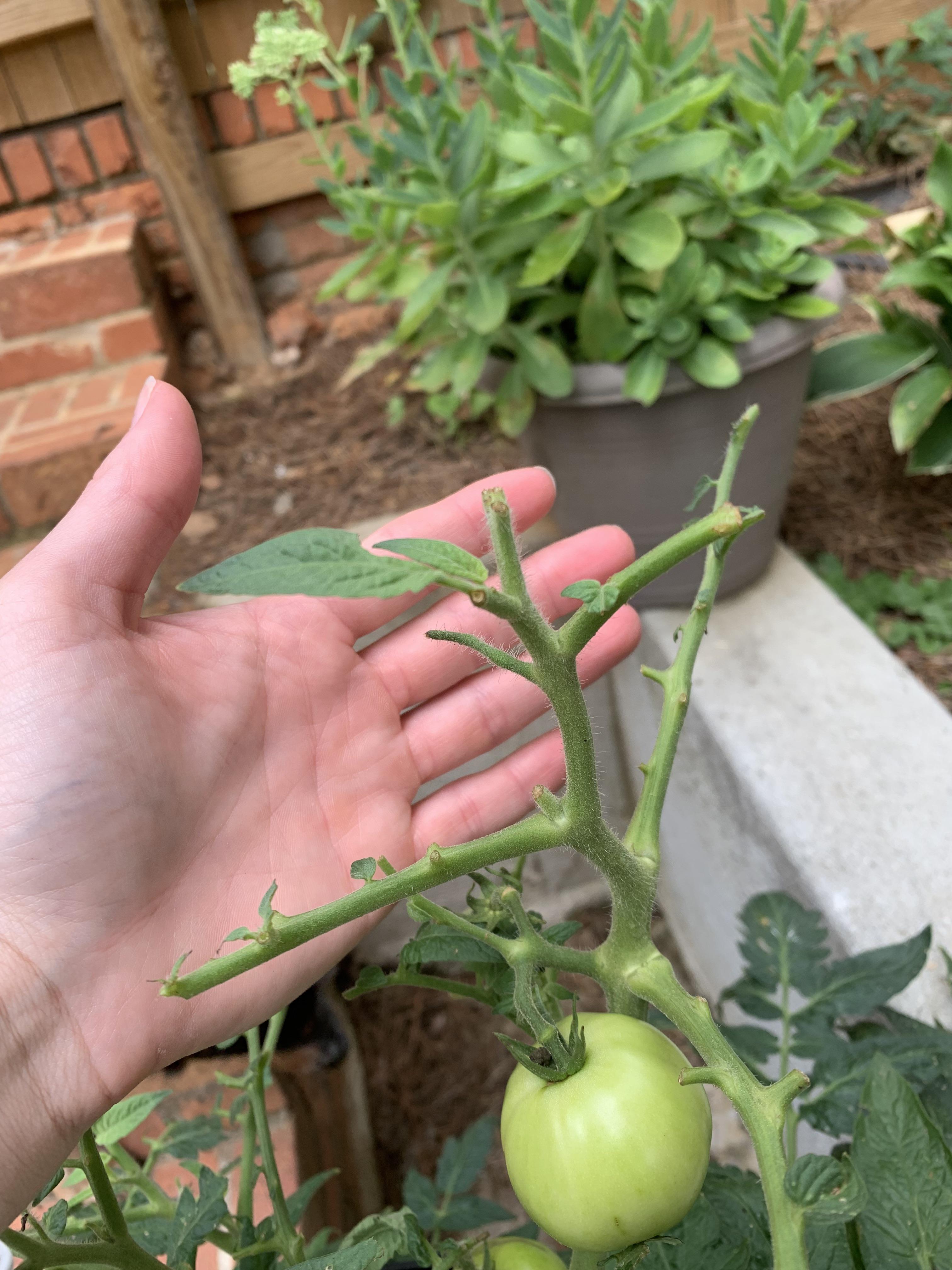 What could be so cleanly taking the tops off my tomato plant? r/gardening