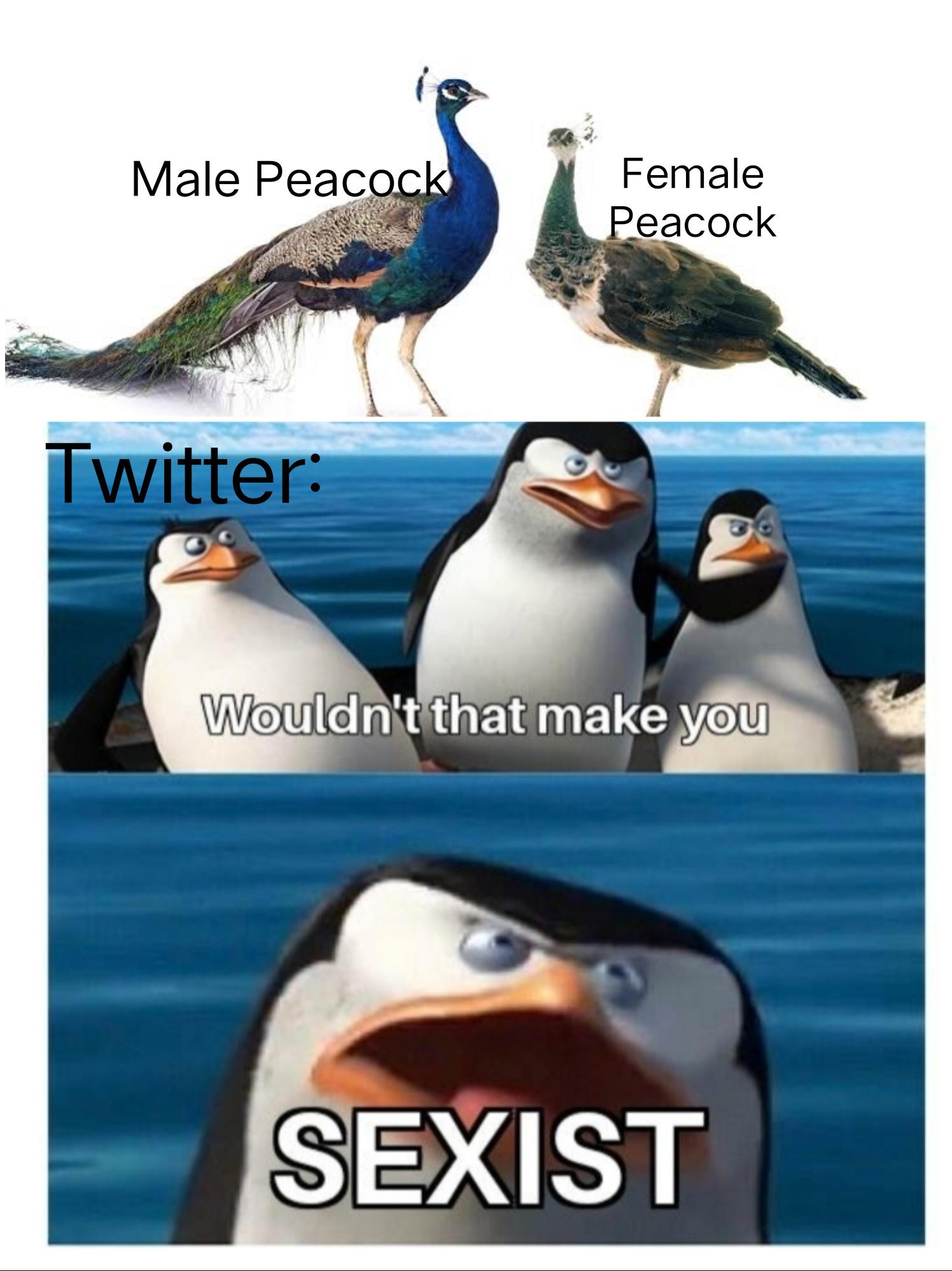 Male Peacocks are more beautiful than female peacocks r/memes